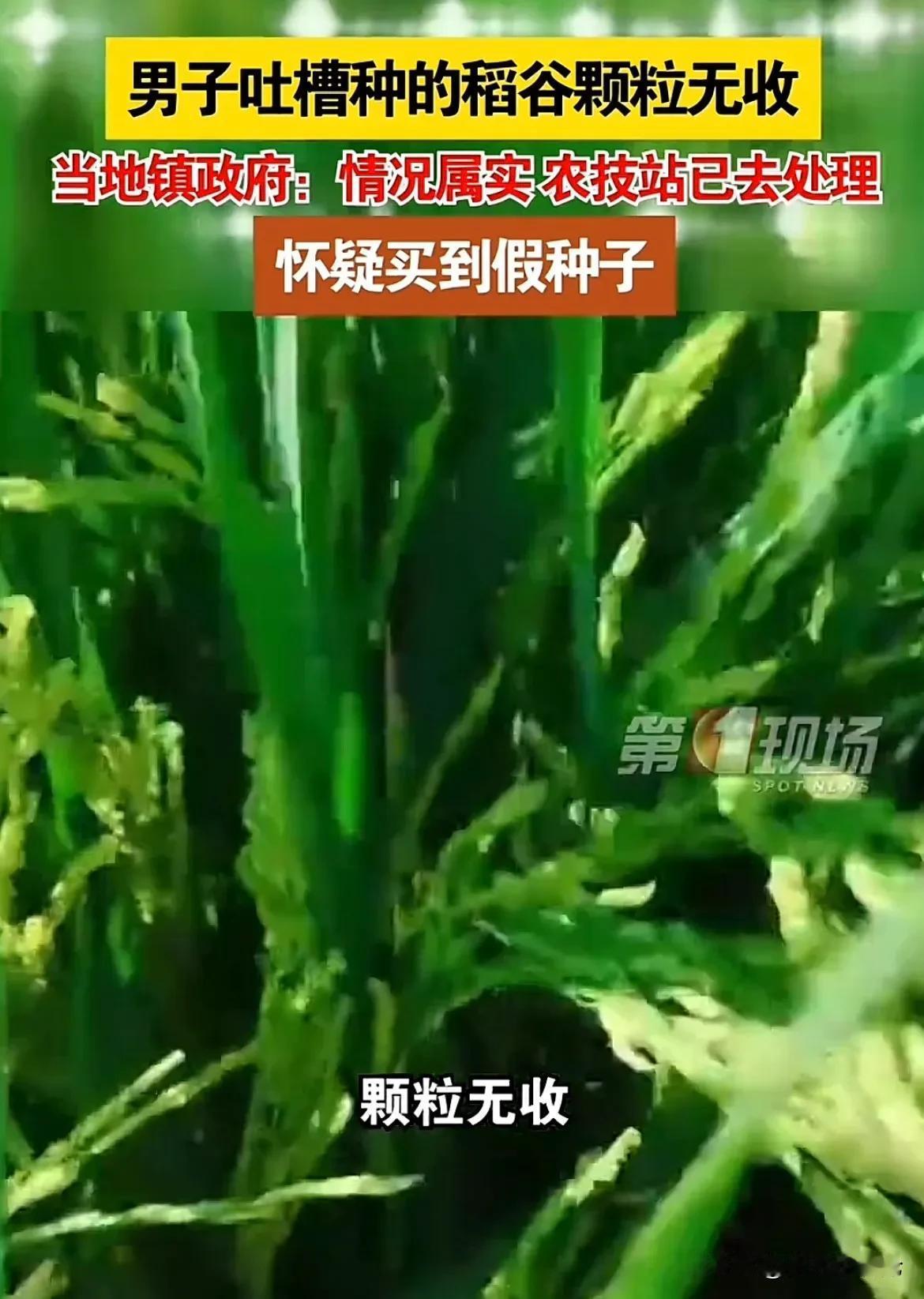 9月23号，湖南常德安乡县下渔口镇上万亩的稻颗粒无收！

1.农民兄弟们一年到头