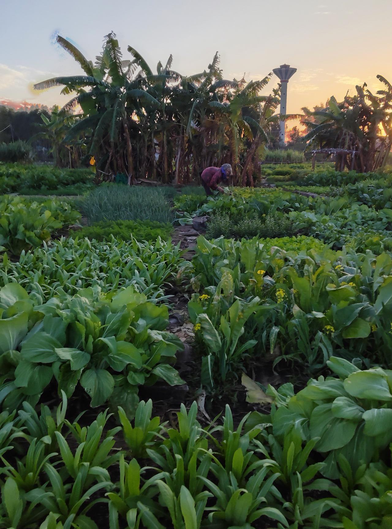 傍晚逛到城郊的菜地摘菜，
一下子被这满眼的绿意勾住了！
绿油油各式各样的菜整整齐