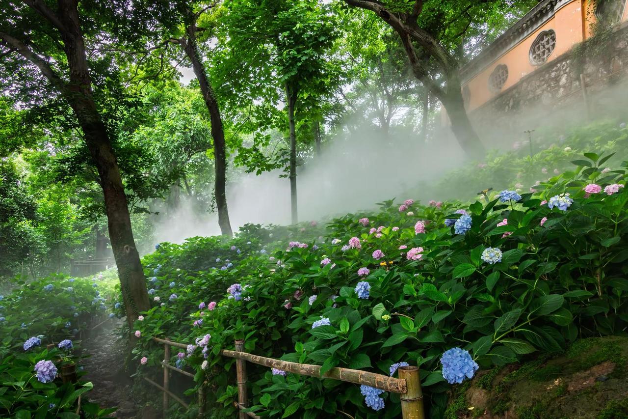 无锡惠山古镇龙光寺。无锡惠山古镇龙光寺雾中花境 山雾花野 园林里的诗意角落
