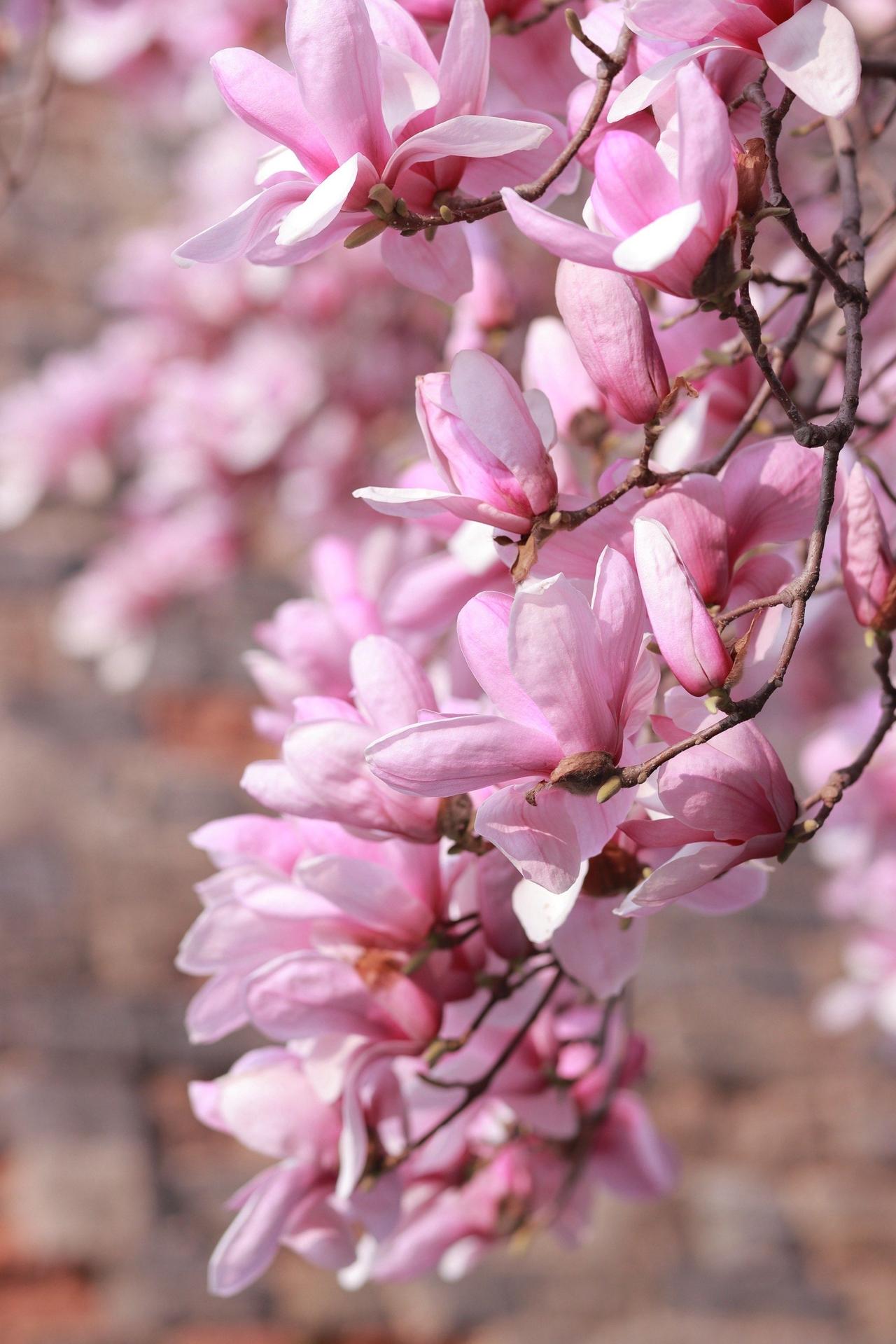想看看大家相册里的玉兰花