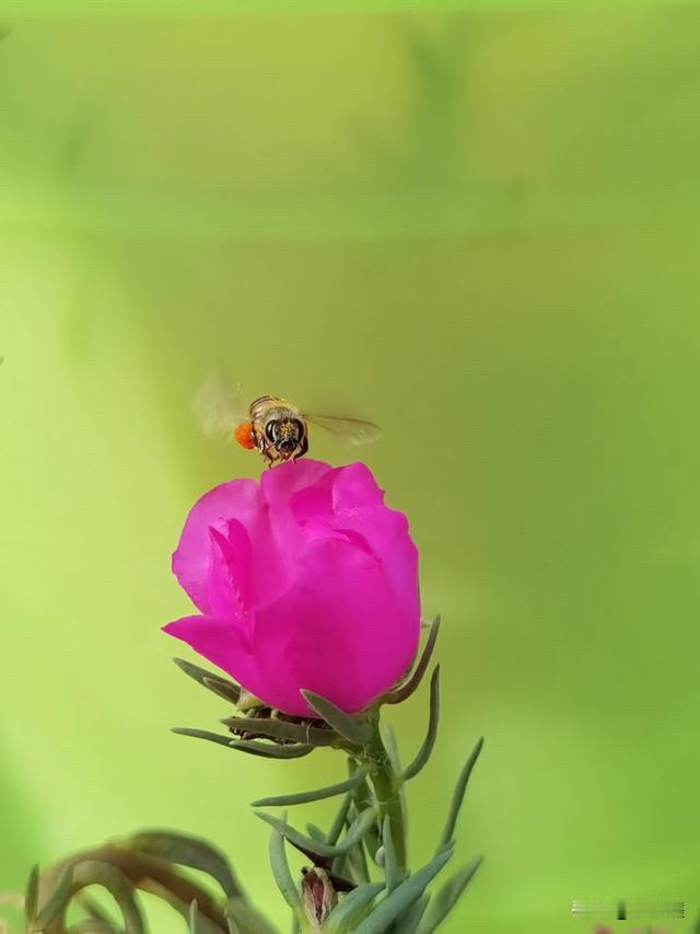 这是什么花？
一只飞起来的蜜蜂，正准备降落在这朵花上……这是一张“餐前照”。
抓