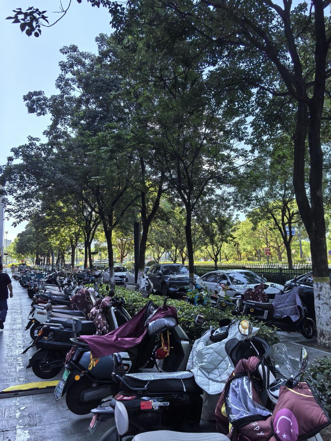 紫薇广场人民路人行道树底下吊满洋辣子，毛毛虫的威力可牛了，已中招，其他人请注意！