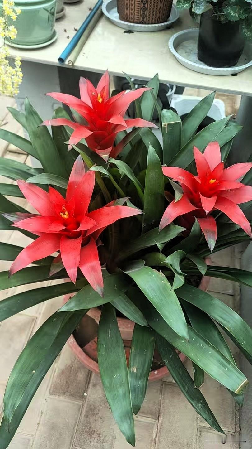 一朵朵小喇叭似的挂在枝头，艳而不俗，看着就心生欢喜。
不娇贵，好养活，热热闹闹开