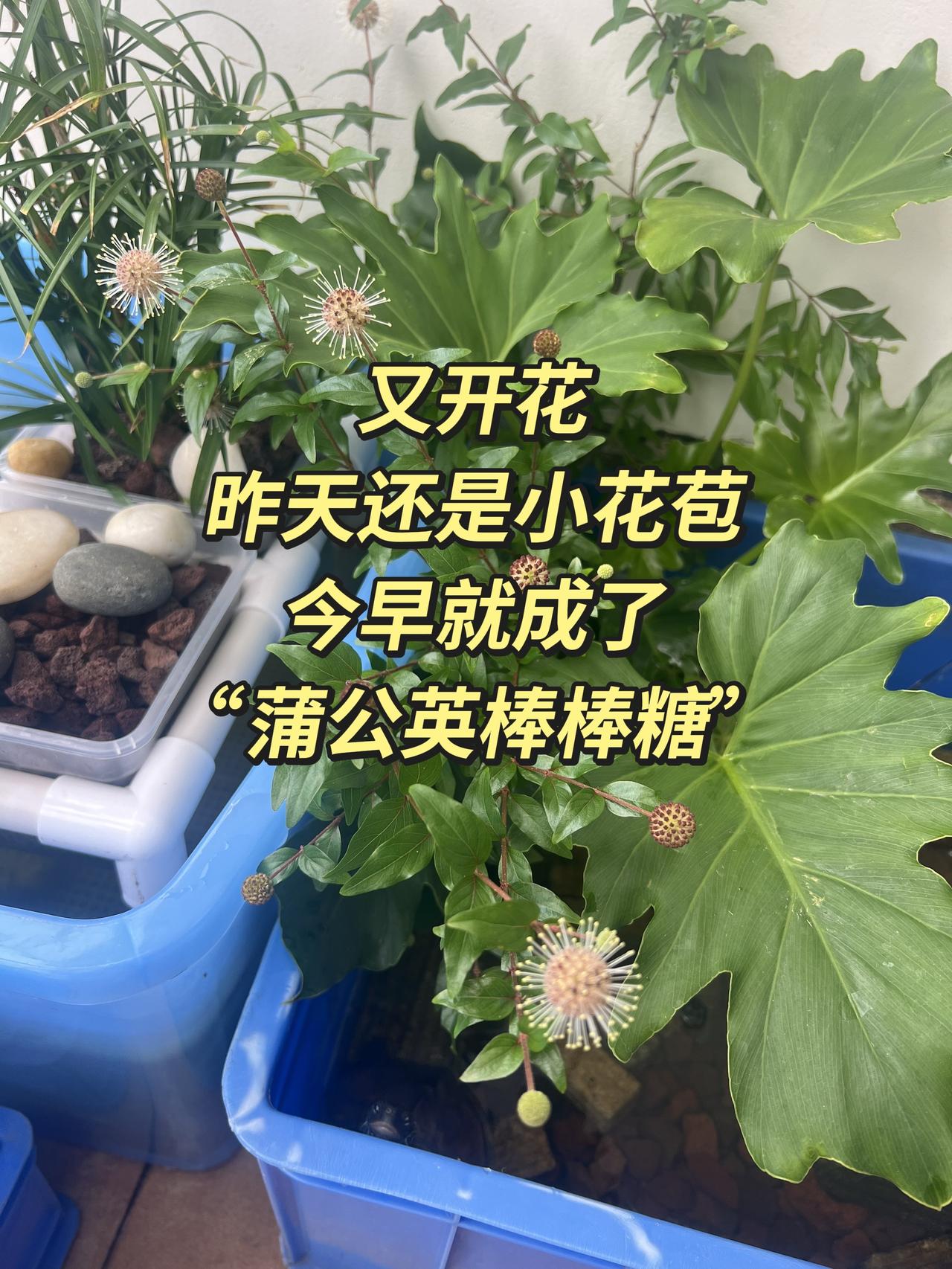 水杨梅开花也太仙了吧✨！
这些毛茸茸的粉白小绒球，像一个个迷你的蒲公英棒棒糖，和