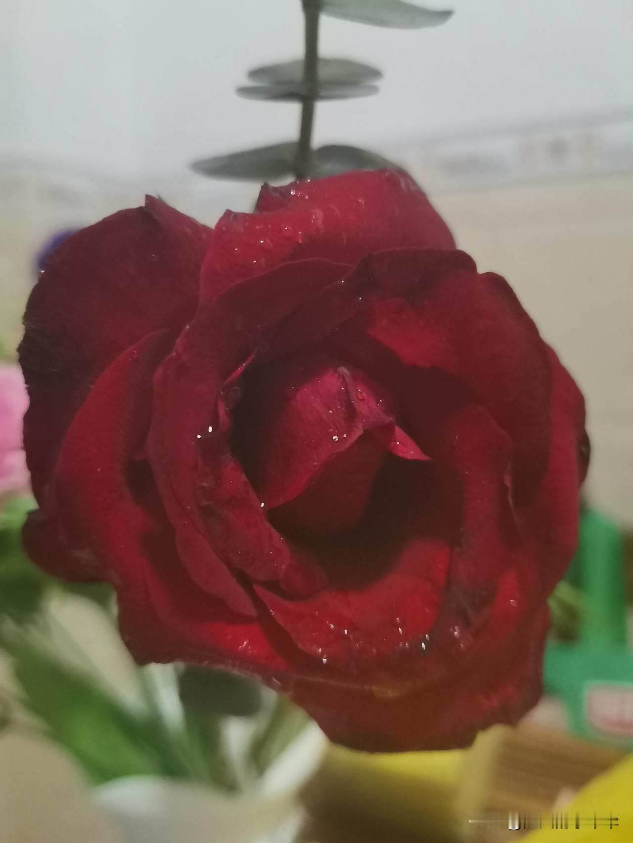 没有一个人愿意放下一个爱了很久很久的人，只是她觉得爱得太累了，
爱的本质是什么？