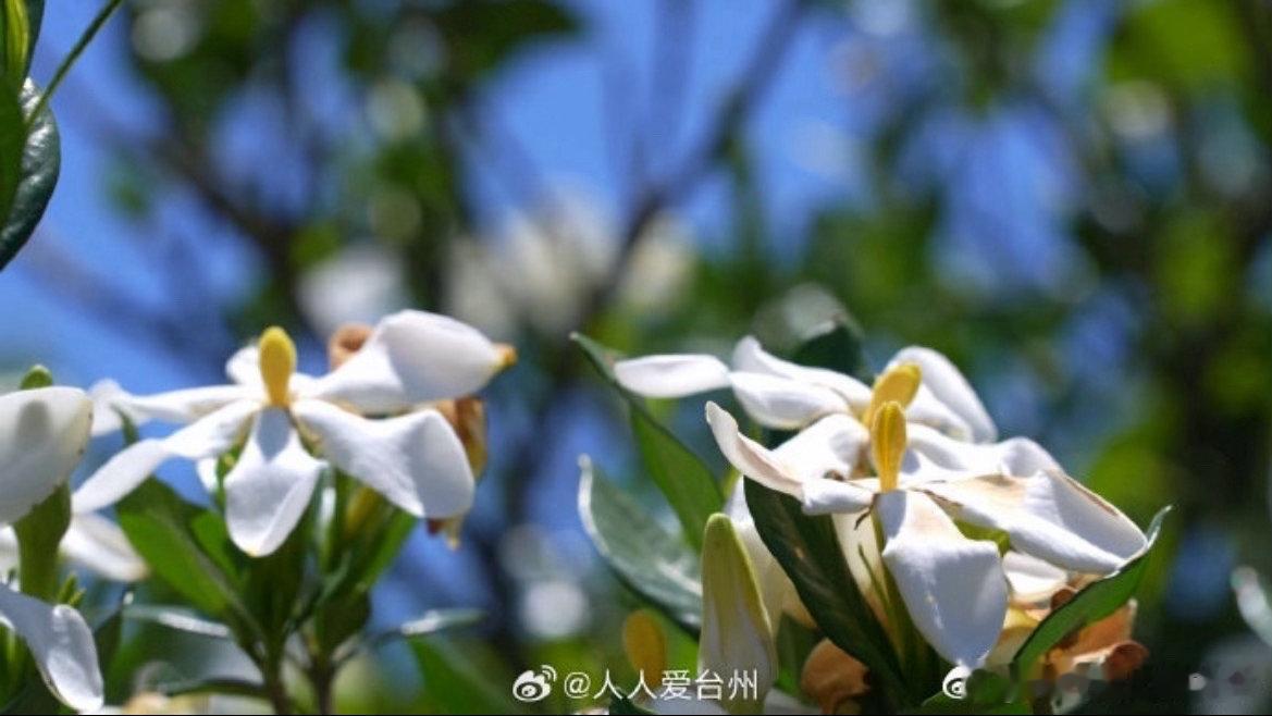 丽水青田栀子花变身产业金花青田五星村栀子花海绚烂多姿，花叶果兼具药用价值，林下套