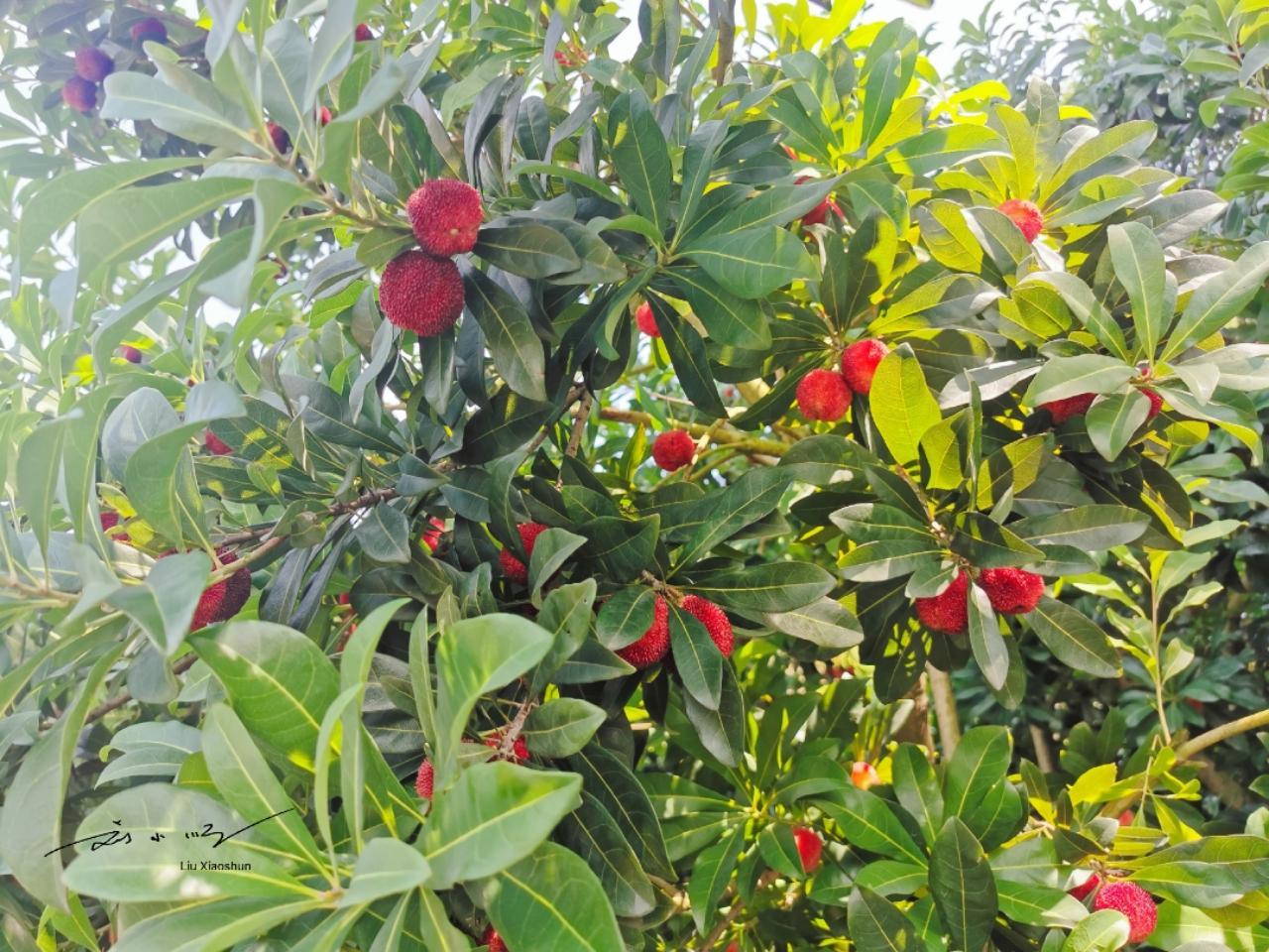 外国人来浙江临海摘杨梅，第一次吃到杨梅都惊了：怎么这么好吃？

眼看又到了杨梅成