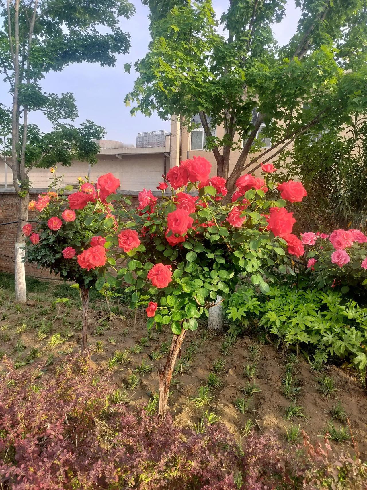 分享一张你拍的花，什么花都行