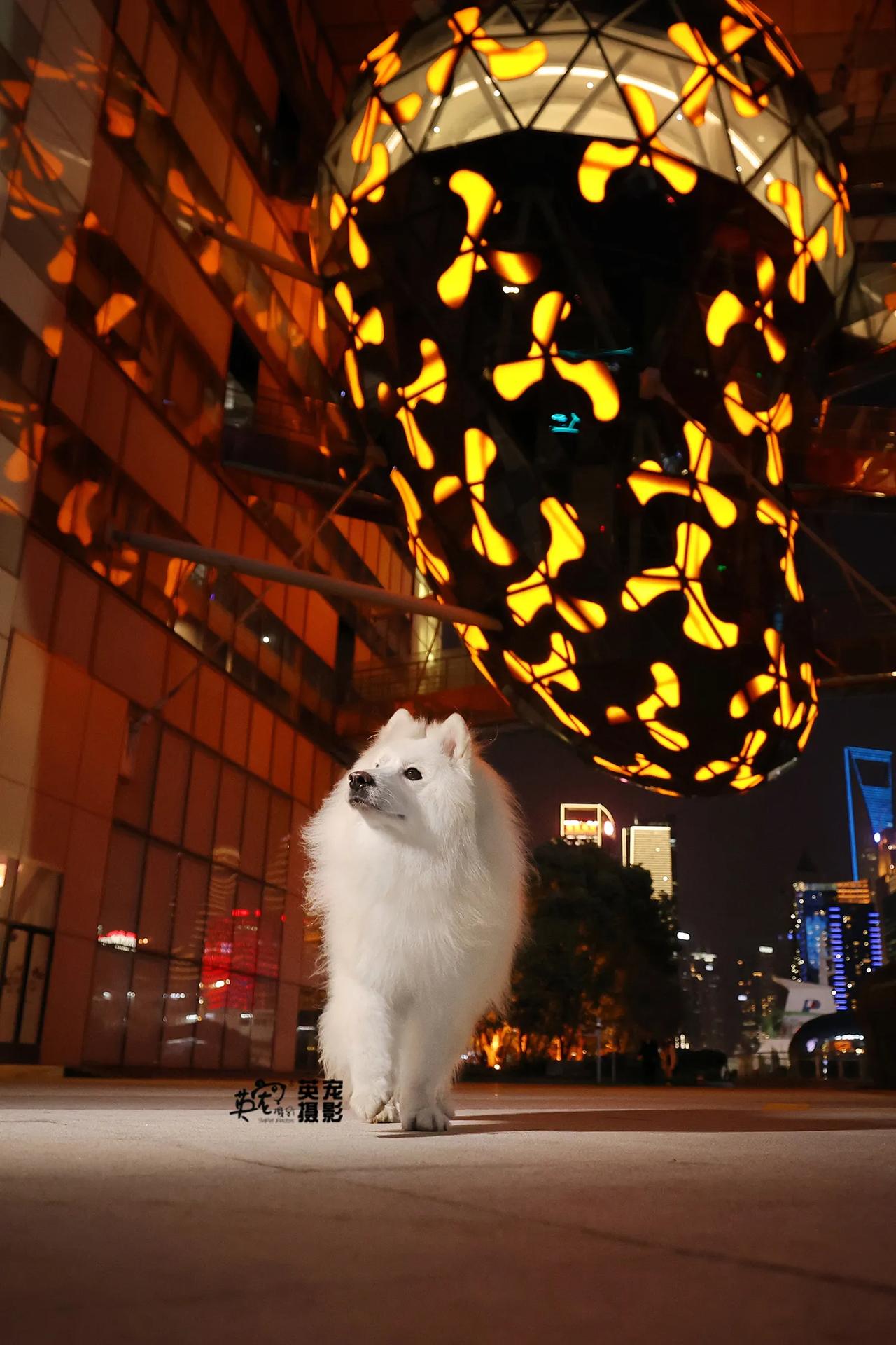 当上海的霓虹亮起，我的萨摩耶也成了夜色里最亮的光🥰
【上海拍摄】