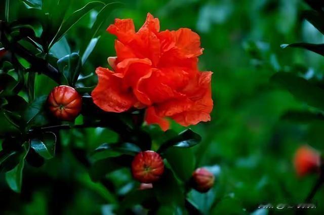 经典石榴古诗（分咏榴花、咏石榴果实两类，附原文+简释）
 
一、咏石榴花（写五月