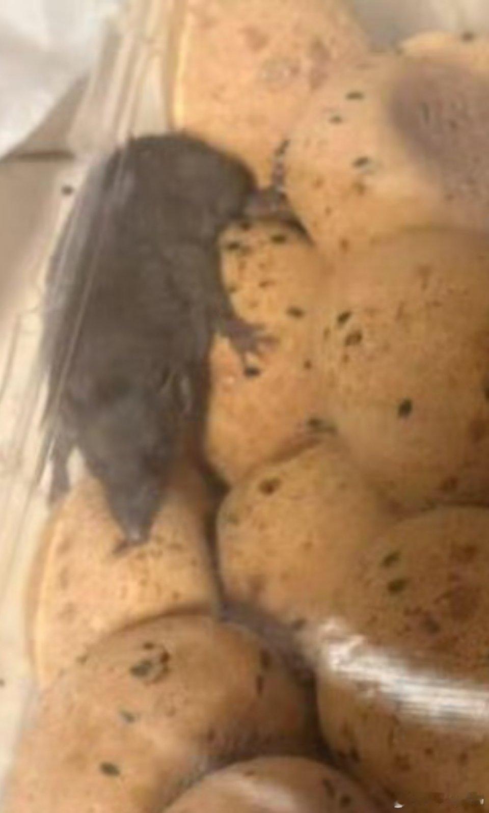 深圳一山姆麻薯盒出现活老鼠麻薯里有老鼠固然可怕但是这鼠也是真搞笑