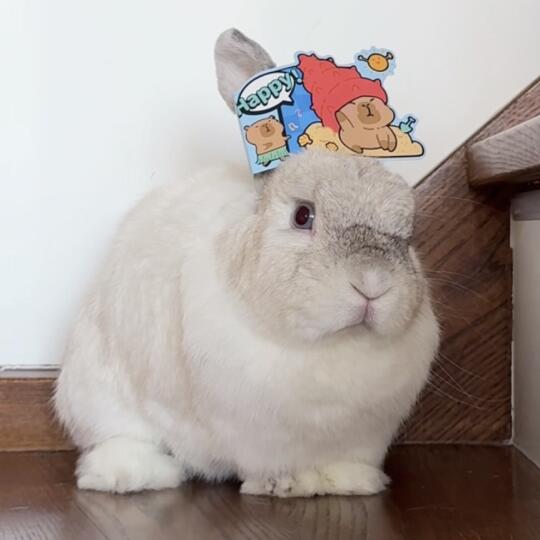 小兔粪围感女头/.