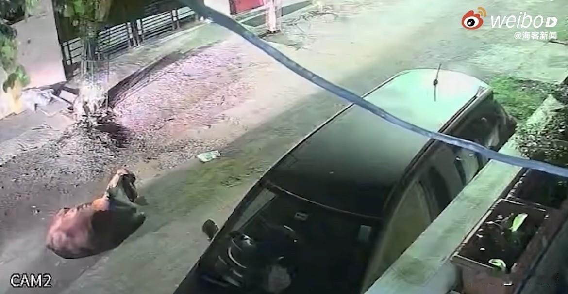 【太过分了，几名印度男子强行带走一头母牛】
近日，几名印度男子在道路上强行偷走一
