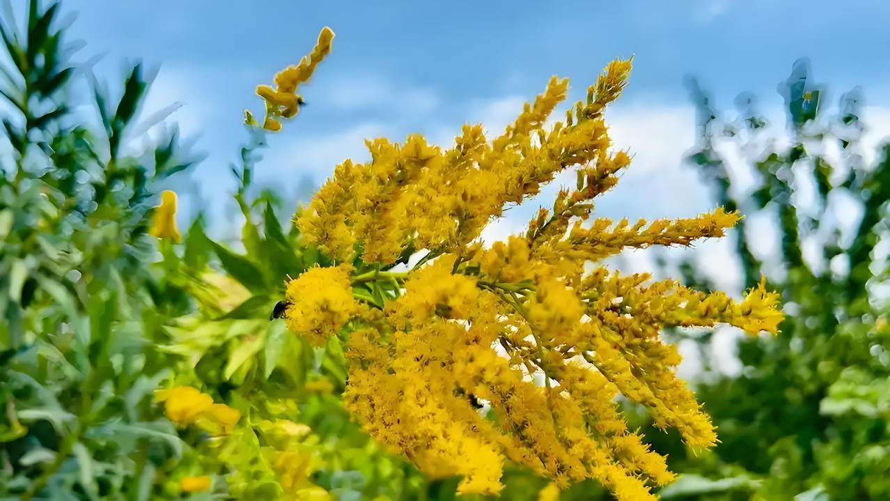 你问我答 加拿大一枝黄花是1935年流入中国的，当时它作为观赏植物被引进。这花乍