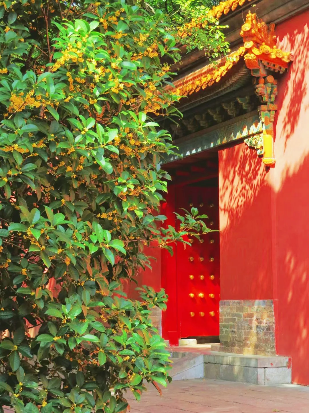 国庆来南京，看过这9个地方的桂花再离开