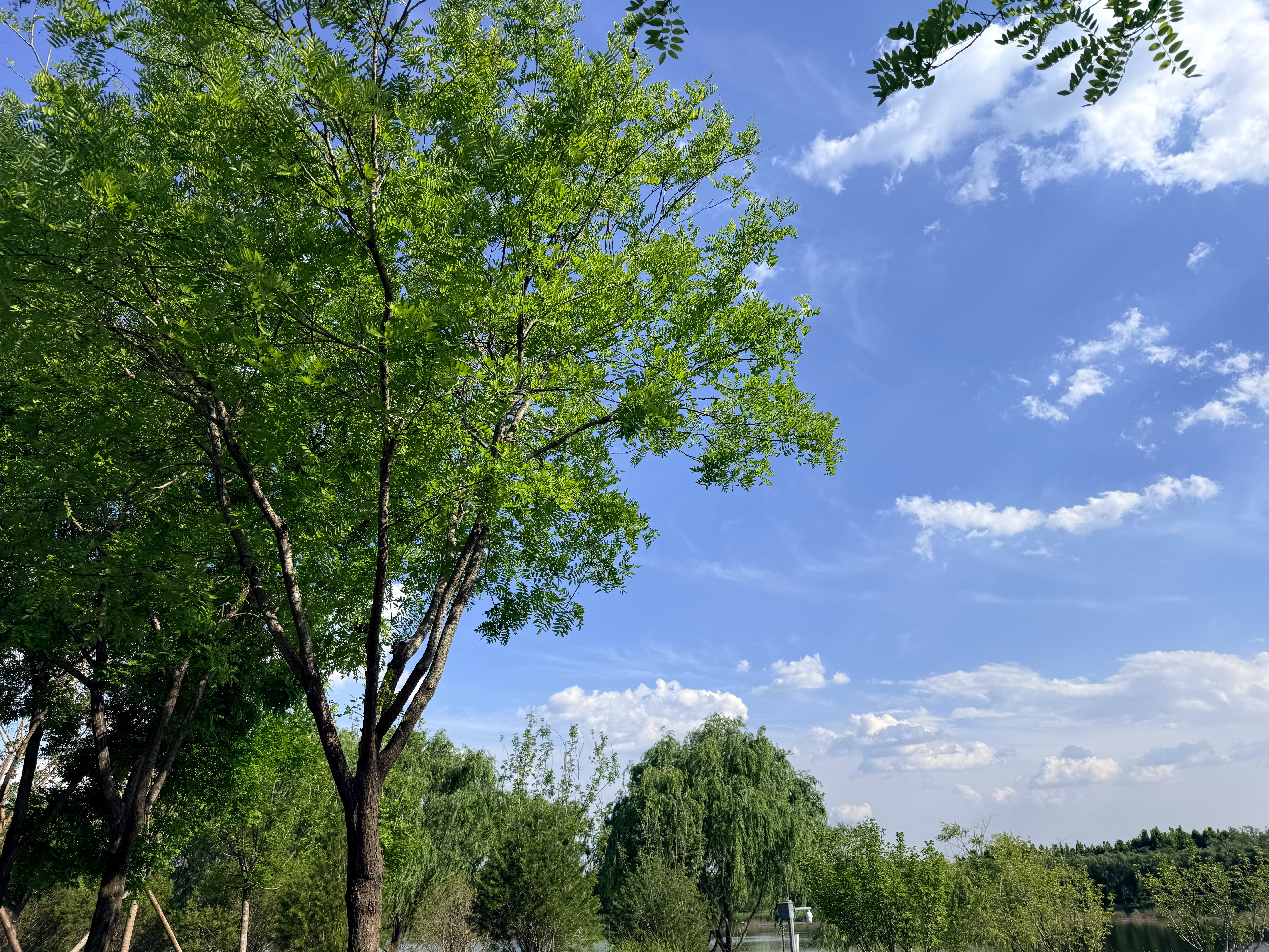 骑个自行车看到了这么好看的风景 淄博·孝妇河湿地公园