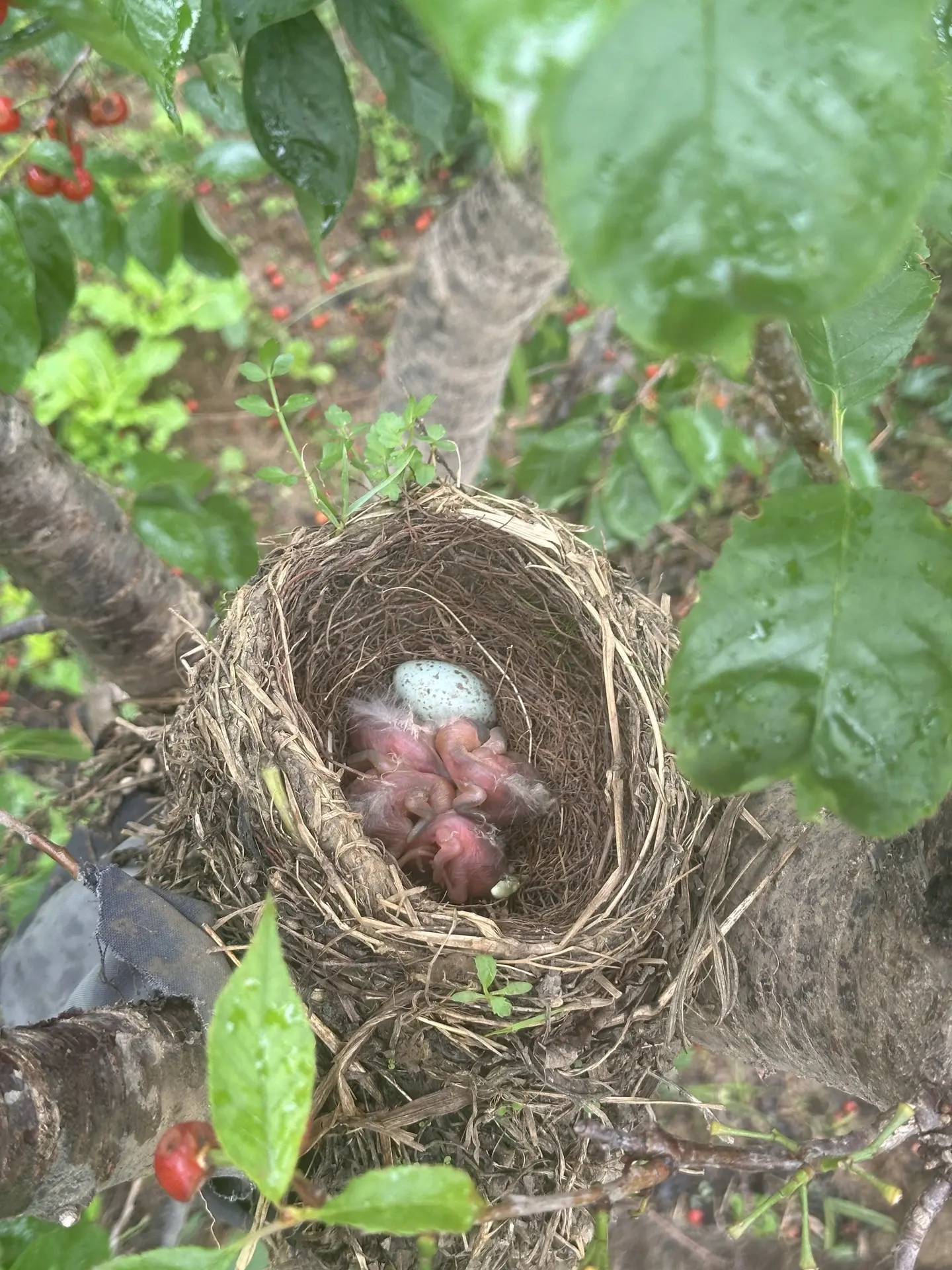 小🐦。