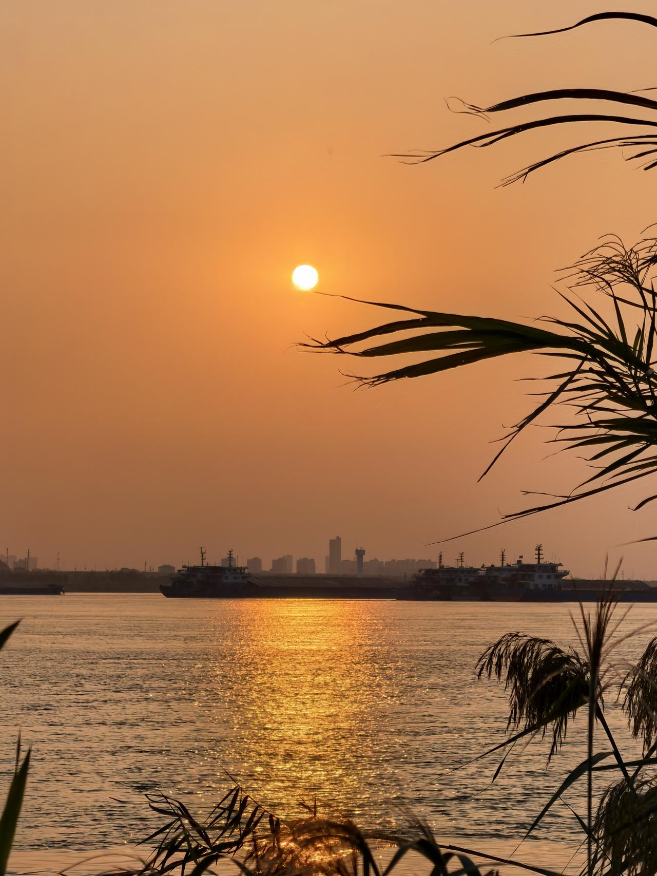 夕阳倾洒，将江边染成蜜橘色。芦苇荡漾着柔波，细长的叶片随风轻舞，似在与落日私语。