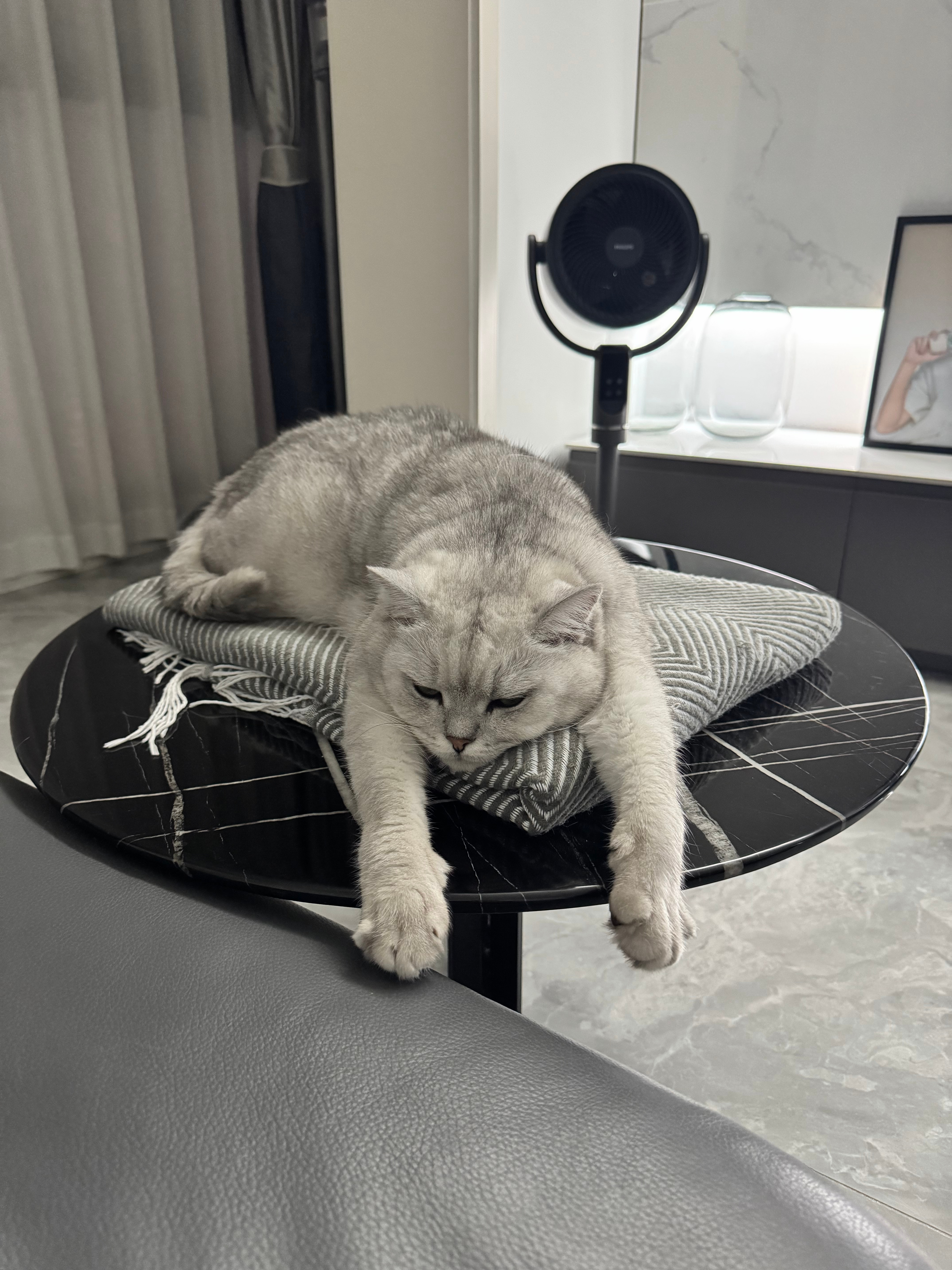 慵懒，惬意🐱 