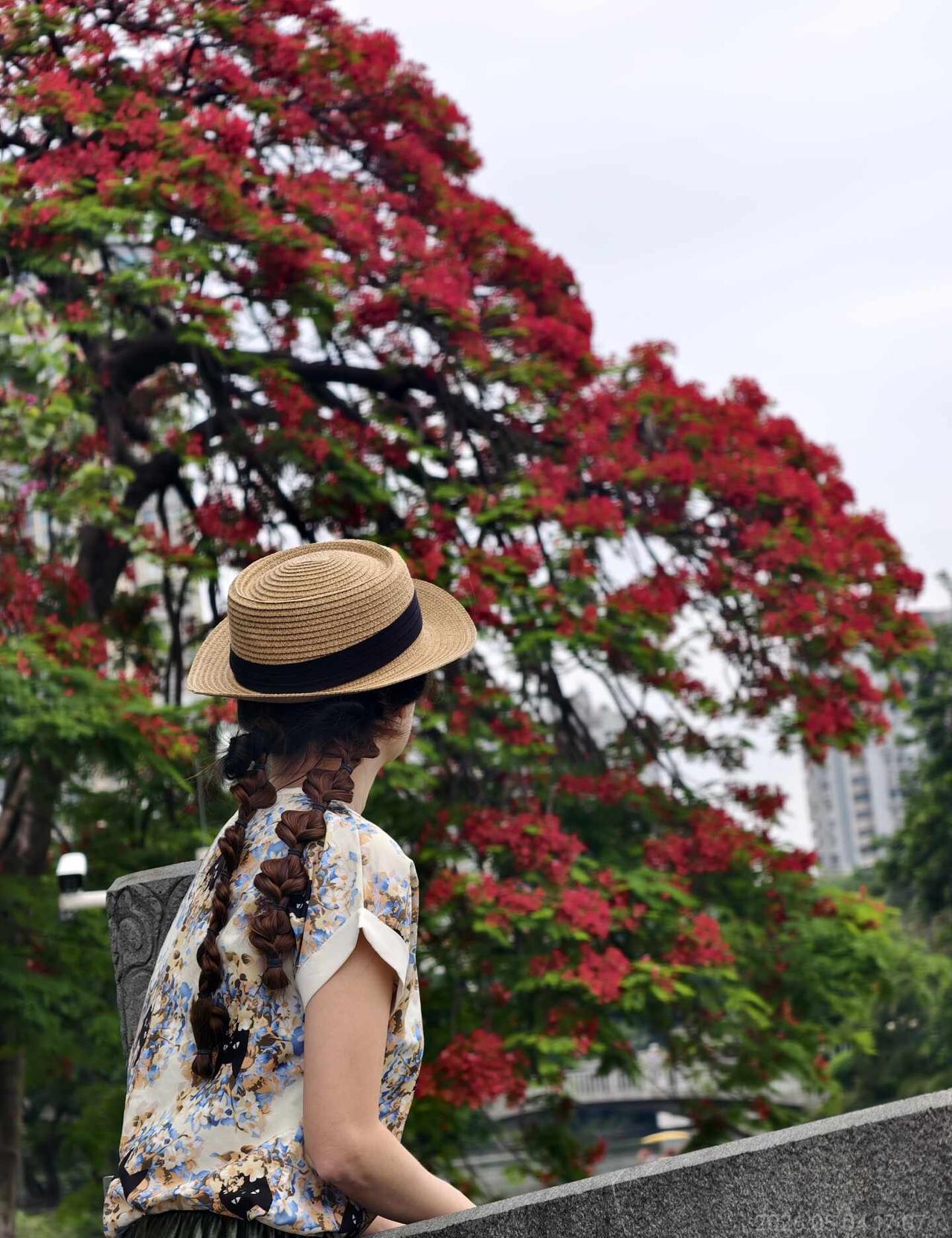 被广州这颗凤凰木美到了！🌸
东山湖公园有3棵凤凰木
主要拍了五拱桥左边那棵
	