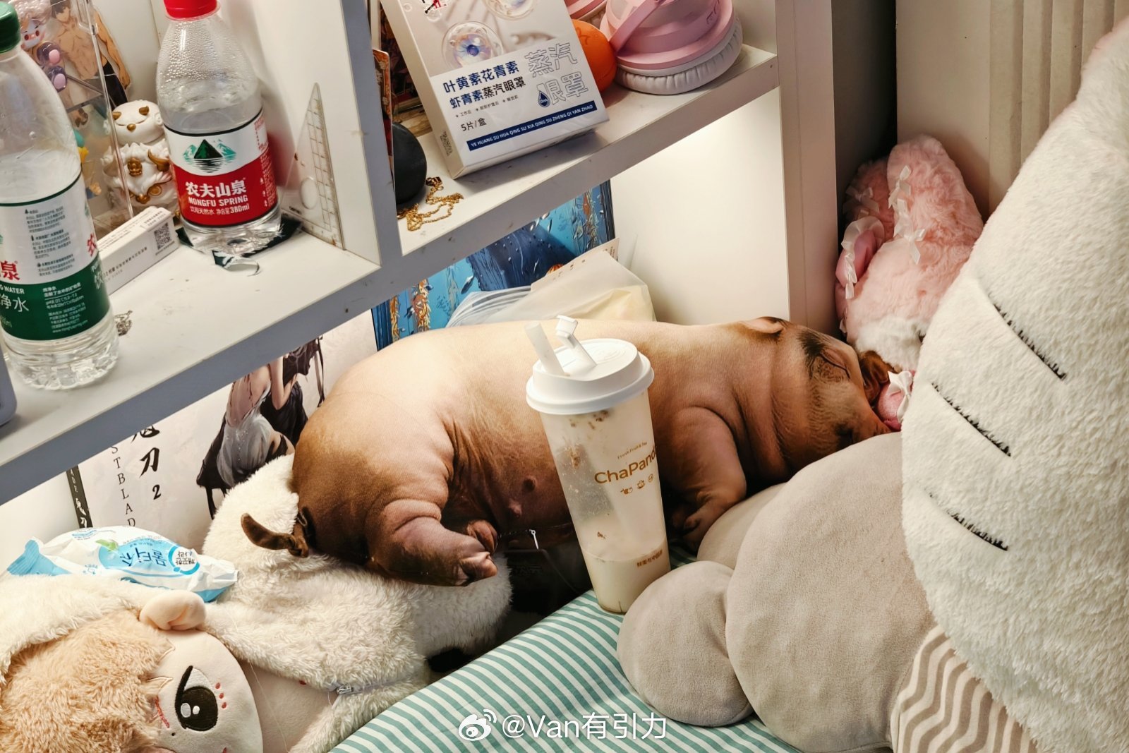 我滴个乖乖，刚看见二狗床上躺着只🐷养娃日记 ​​​