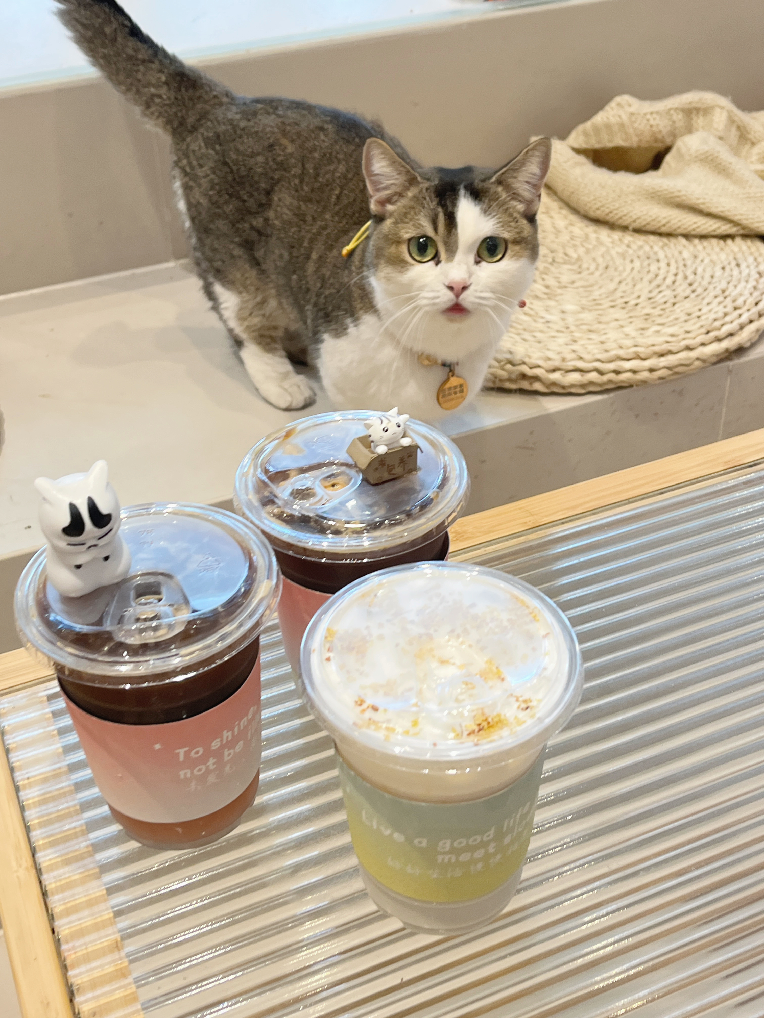 哈哈，猫咪🐈为什么会那么可爱呀  ​​​