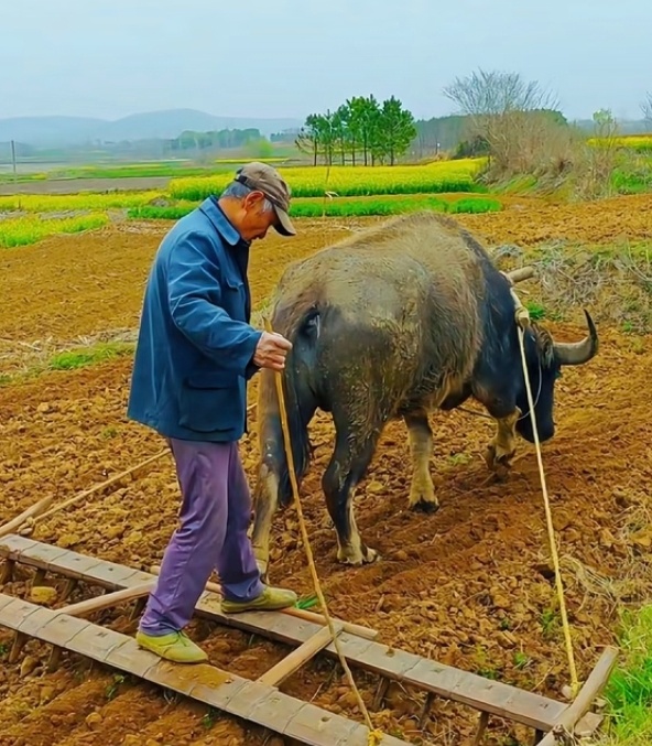 代表说70岁以上老人真干不动农活了我以前在湖南张家界旅游的时候，遇到一个八十多岁