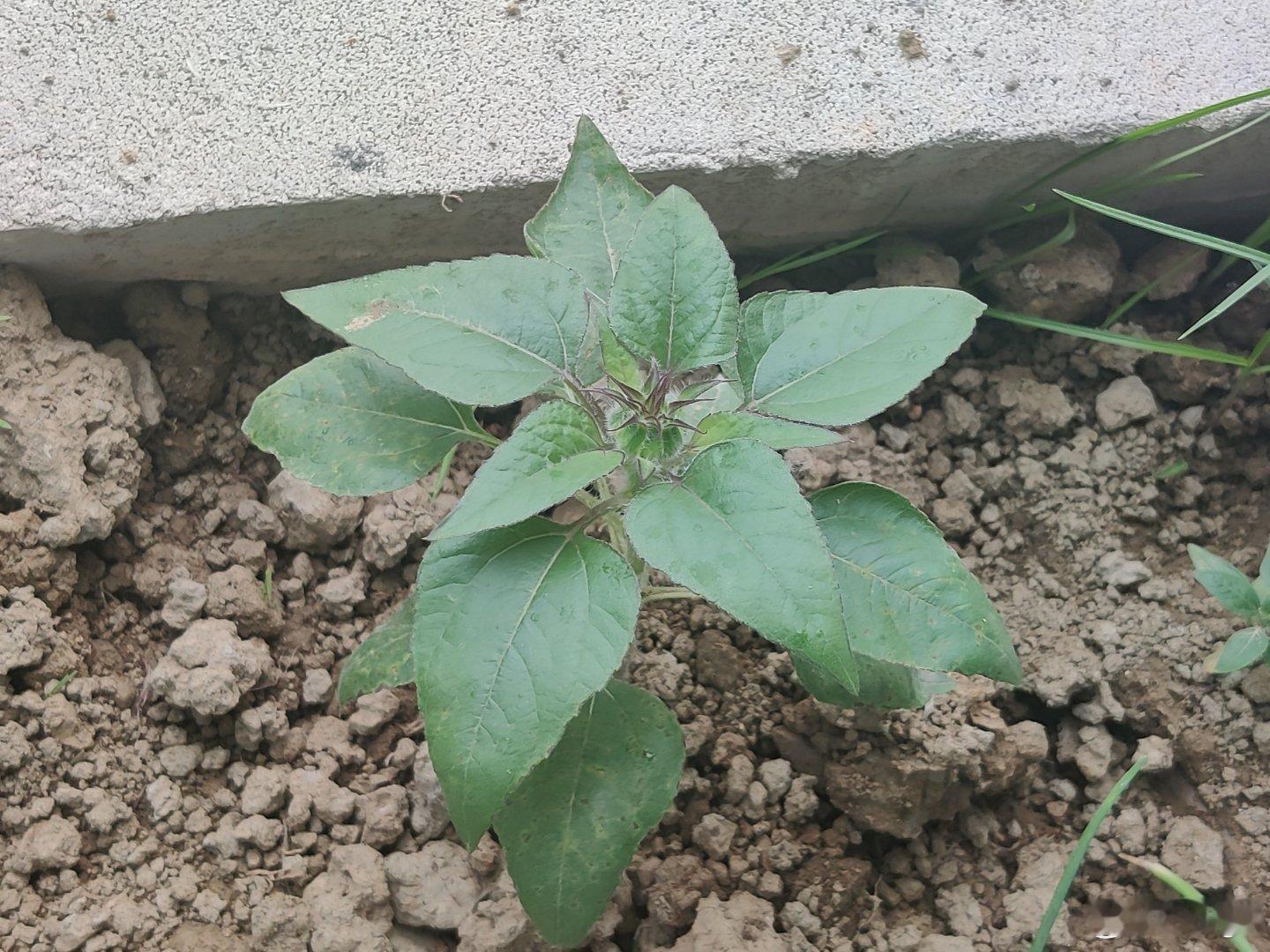 二月初种下的矮向日葵，已经三个月了终于有点花苞的样子[泪] ​​​