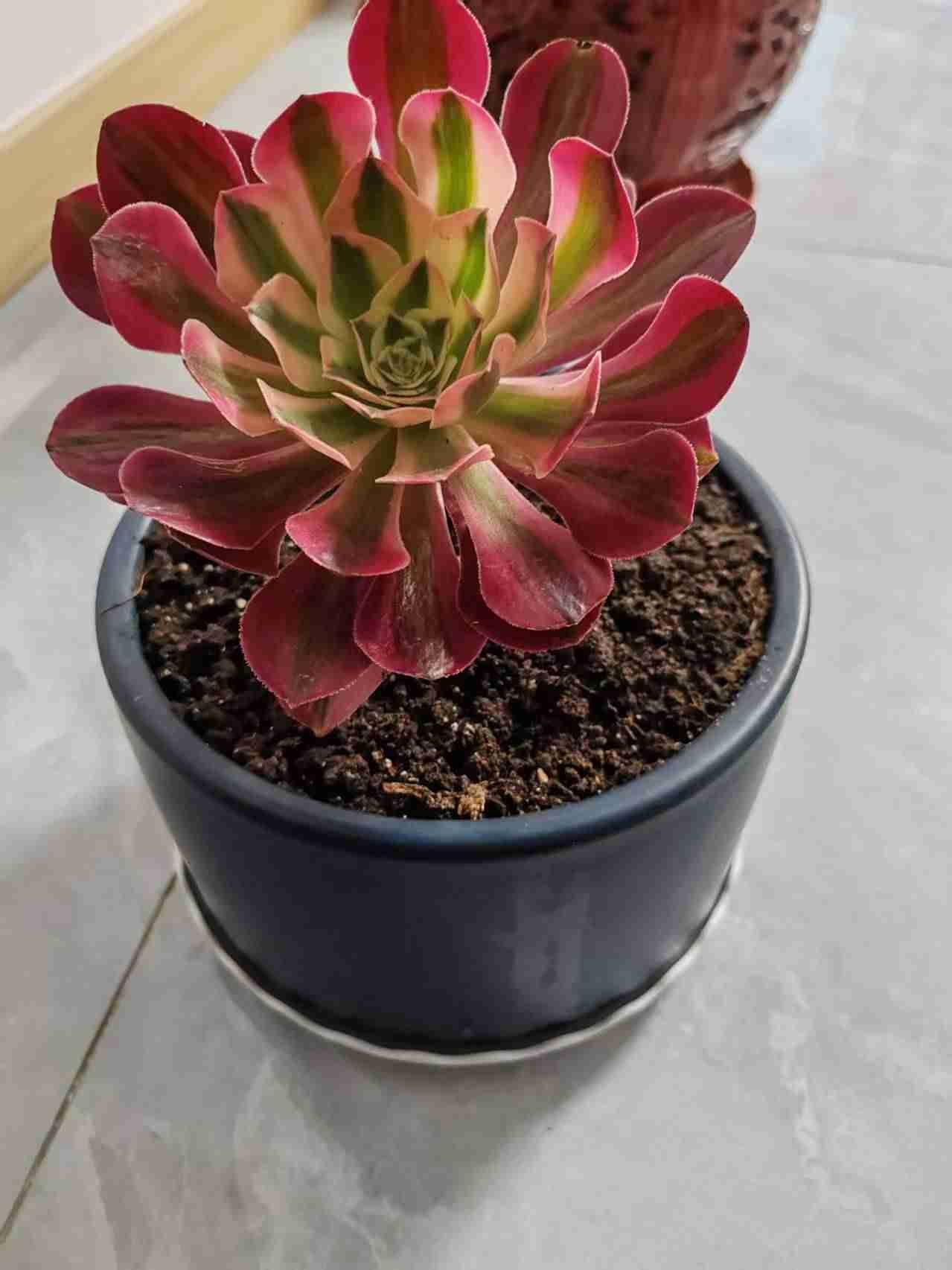 我的今日状态：💰期待暴富
我这里的天气：🍂微风！多肉法师多肉控阳台 向阳多肉