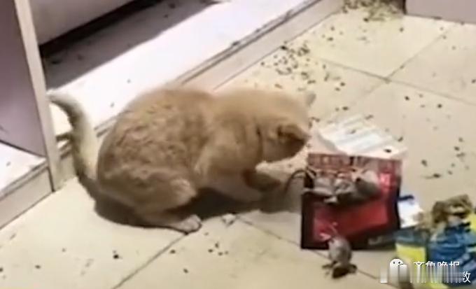 猫咪一晚抓27只老鼠整齐摆身旁邀功这猫咪也太能干了吧！一夜斩获27只战俘，还整整