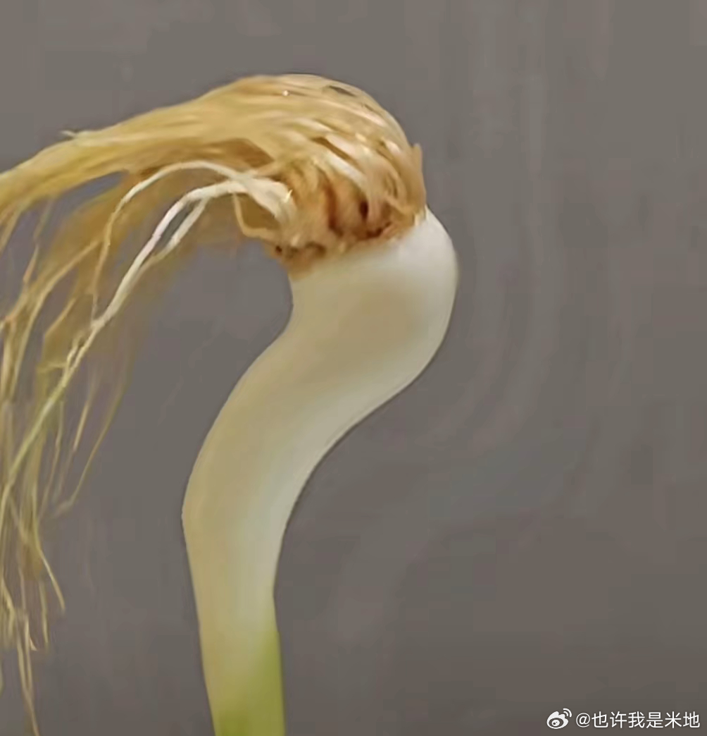 哈兰德
