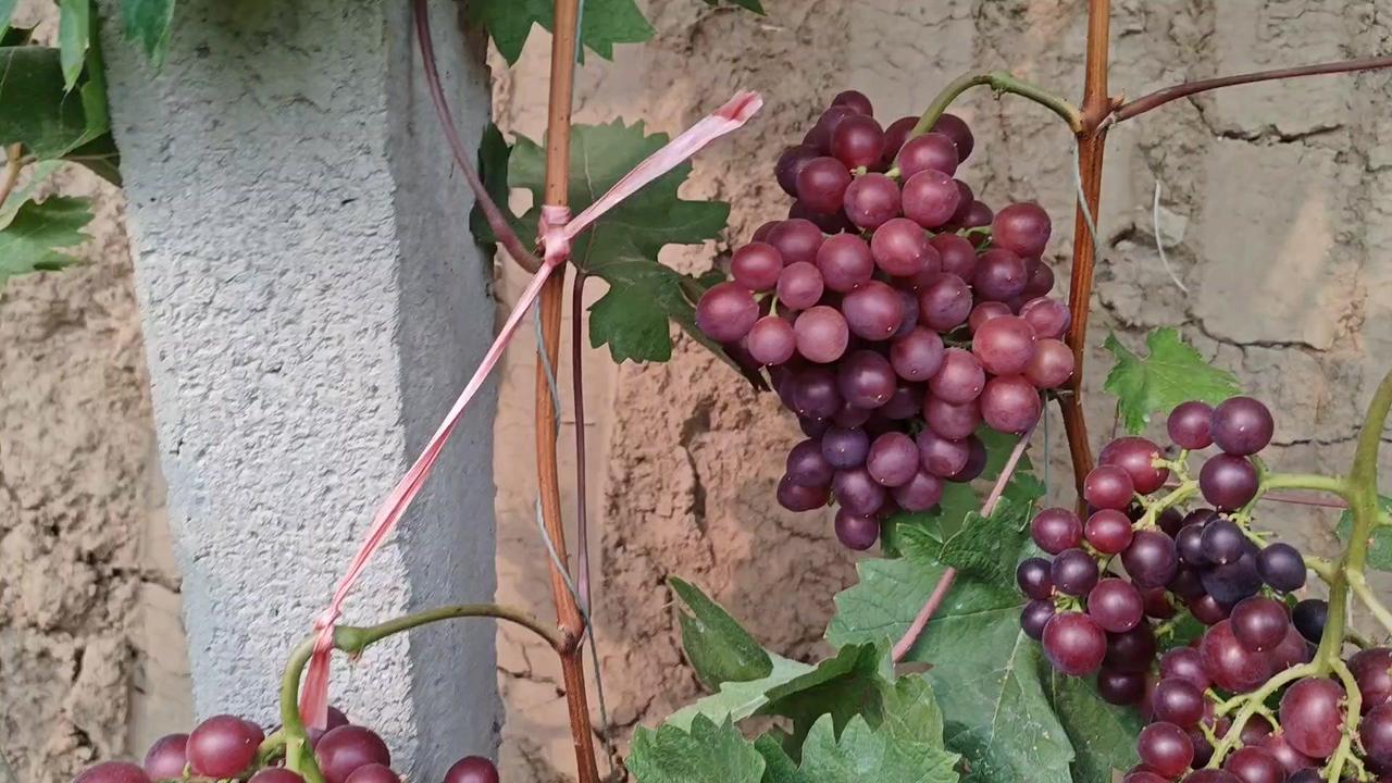 🍇春红4号和3号的早熟葡萄差异太明显了！
1️⃣**4号优势**：暖棚里已完全