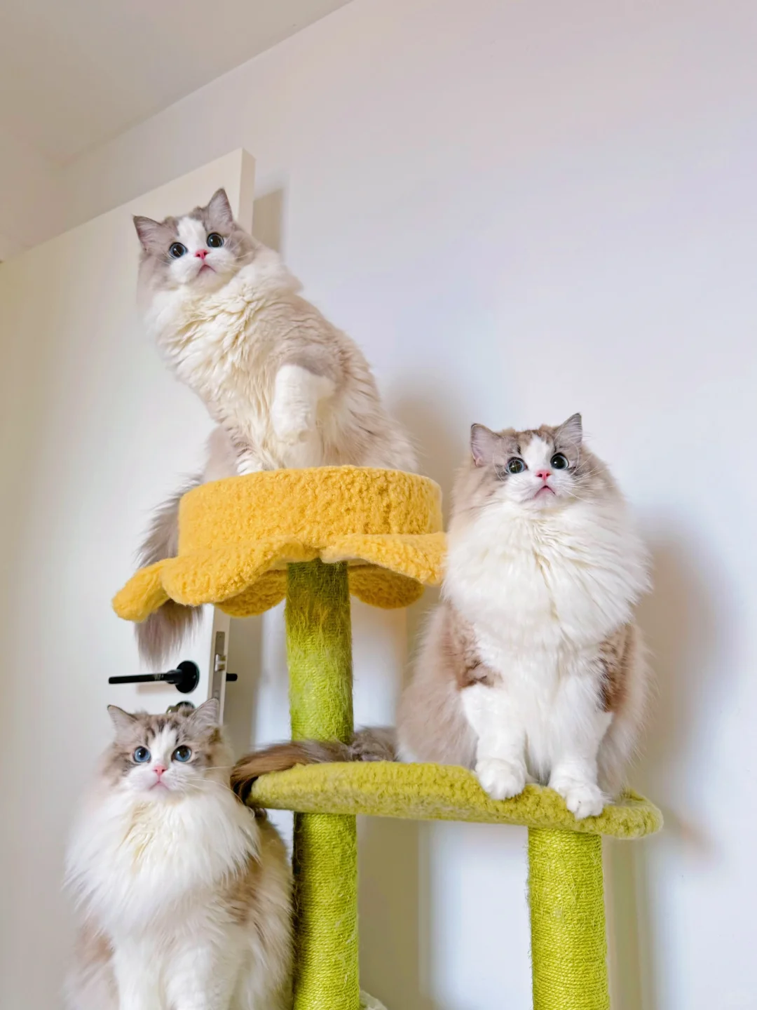 KERR布偶猫｜猜猜哪只是麻麻👩