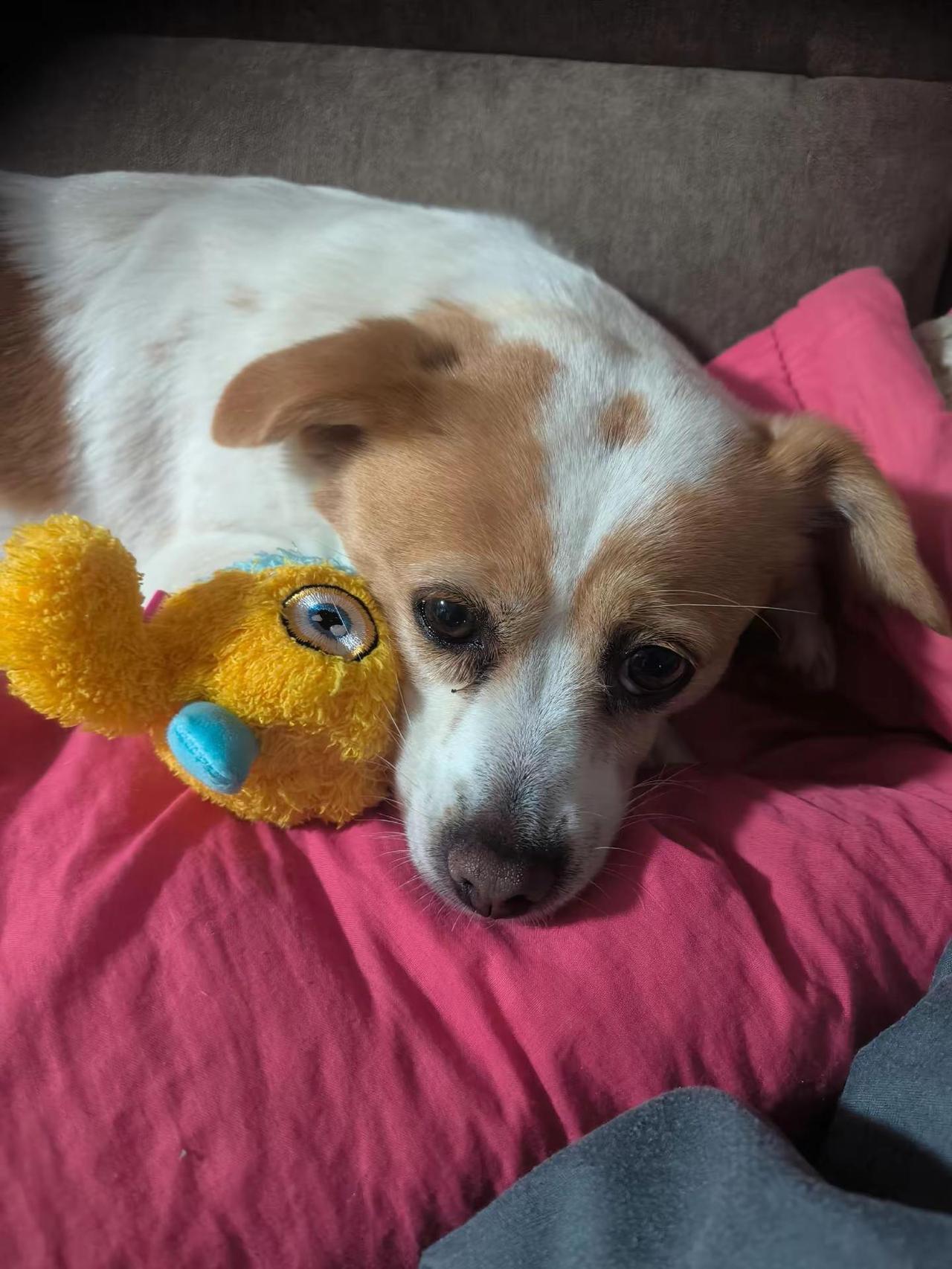 搂着玩具睡才安心！