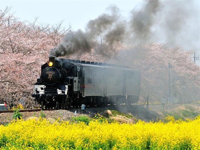 🌸🚂 樱花隧道 × SL蒸汽火车！梦幻春日铁道旅🚃春天限定的绝美风景！真冈