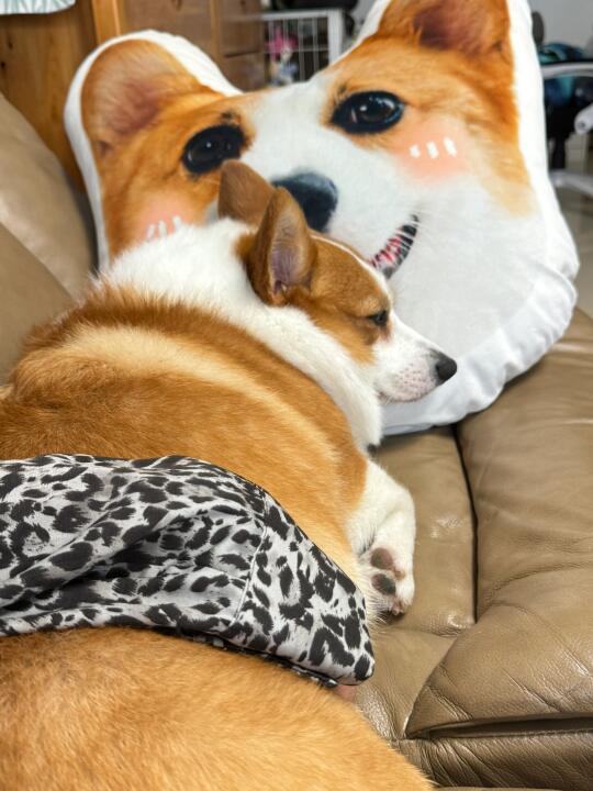 🐶小狗不知道周末是什么意思