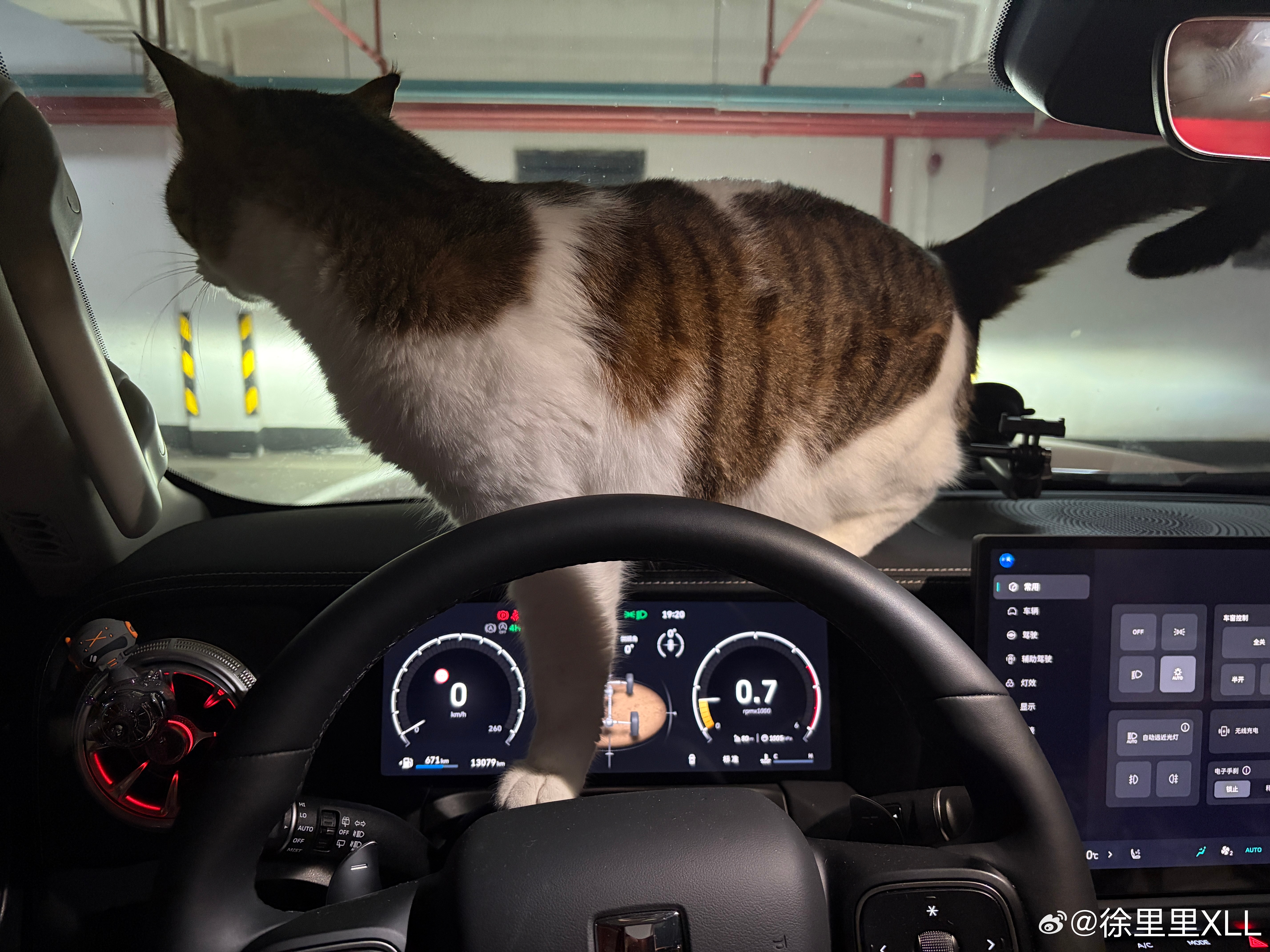 这猫特别喜欢坐车出去玩。每次下楼，他都要第一个冲出来，拦都拦不住。一上车就到处探