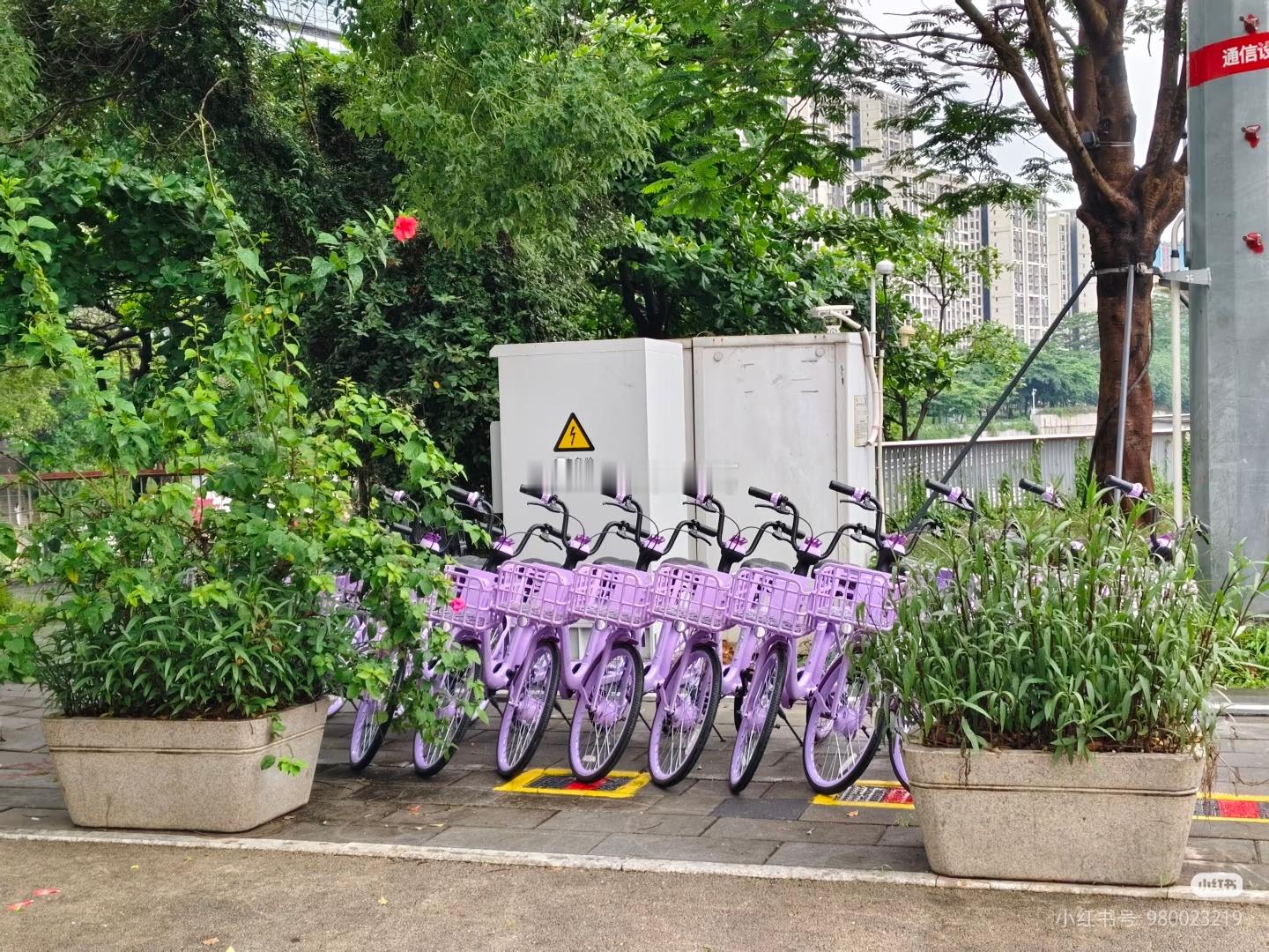 深圳最近投放的一批紫色共享单车~ 