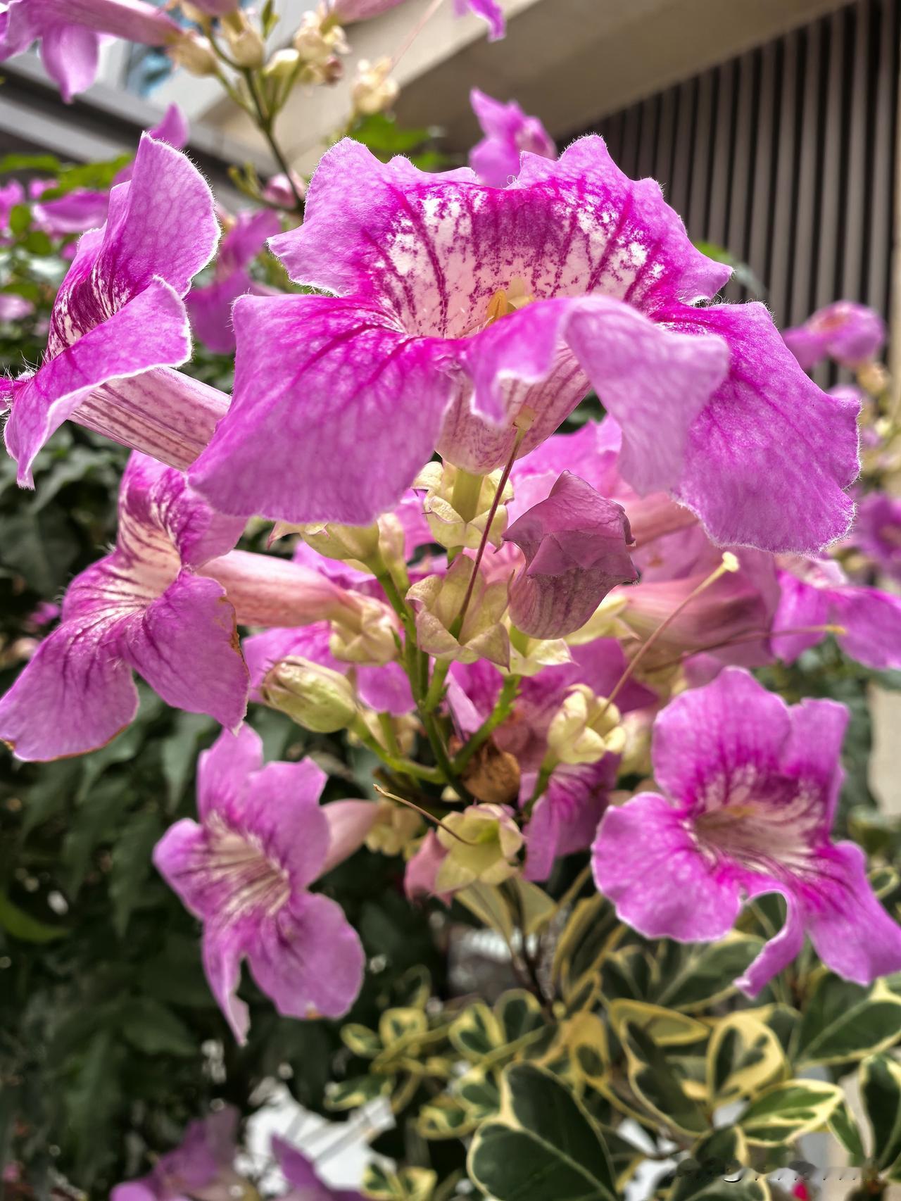非洲凌霄花绽放
粉粉嫩嫩显神采
美丽动人看不倦
心旷神怡游人来

祝大家赏花开心