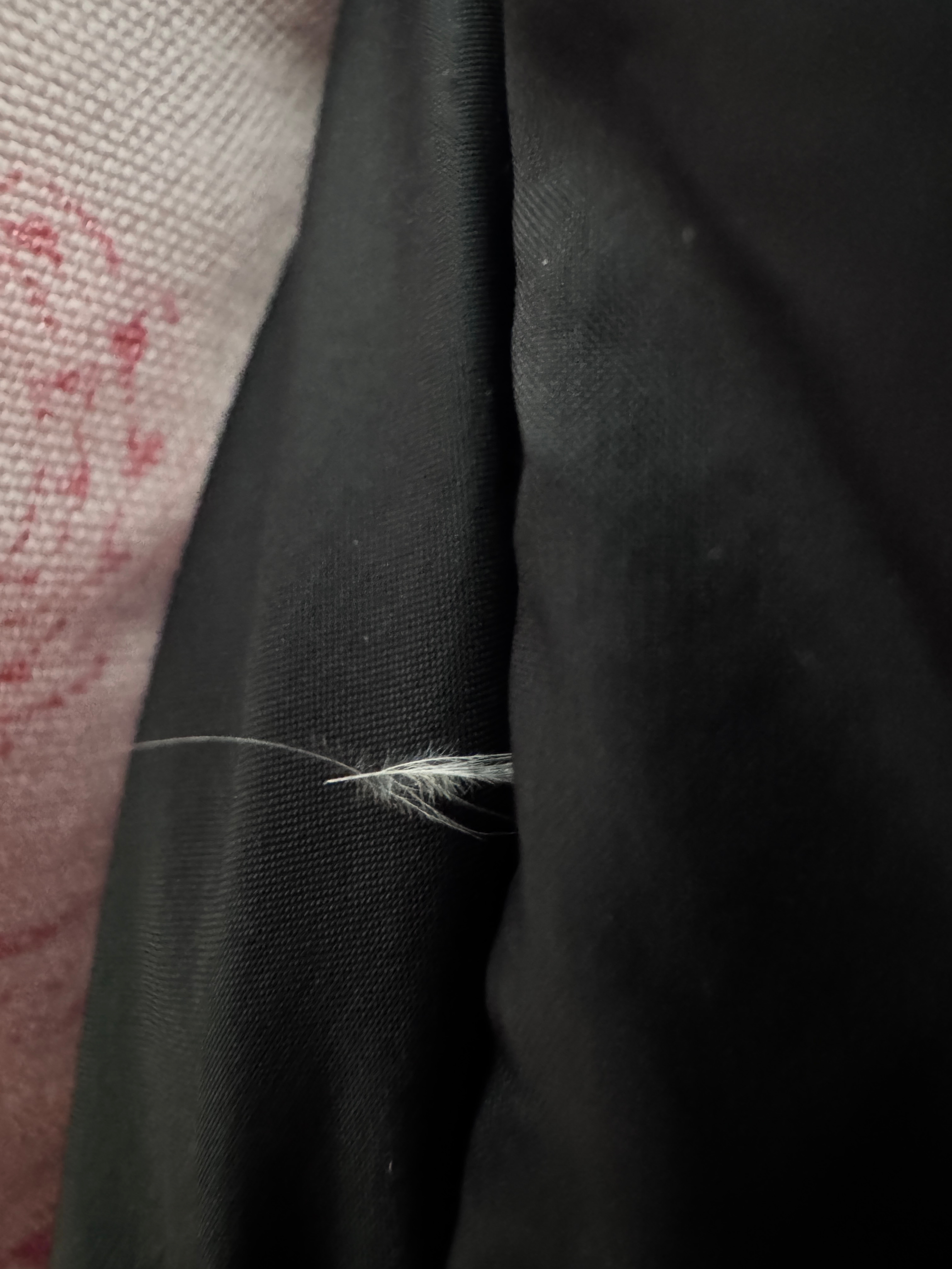 谁能说我的羽绒服不是真羽绒？绒毛时不时地就会钻出来