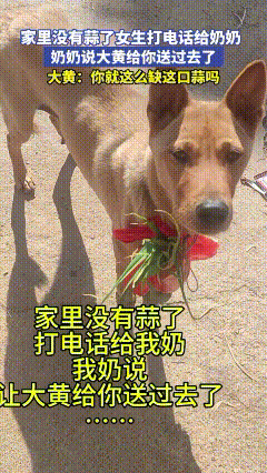 广西，一女生家里没有蒜了，打电话给奶奶，于是奶奶让大黄给孙女送过去，没过多久，大