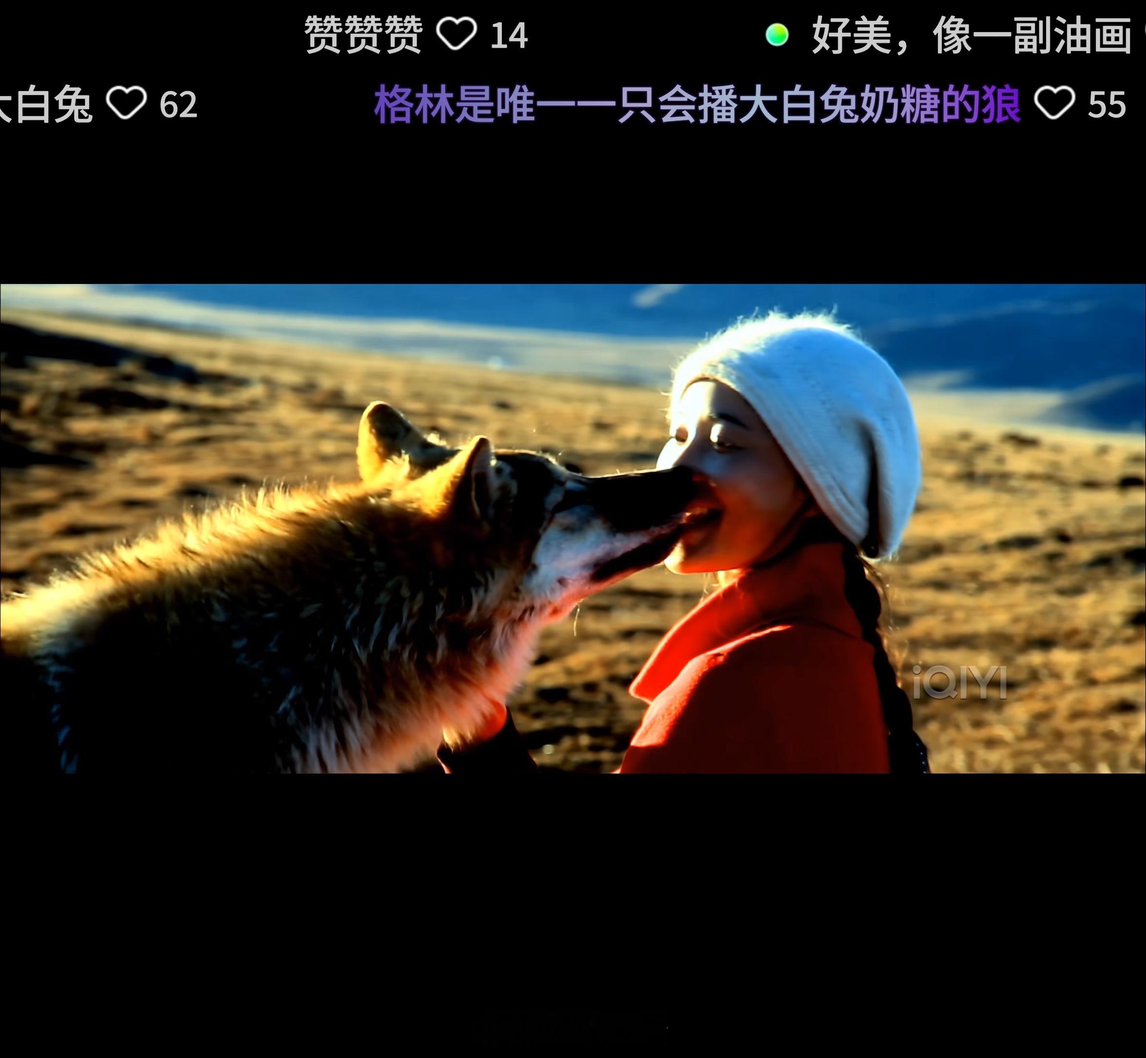 看《重返狼群》，好多弹幕都说女主搭档，也就是本片男主、导演和摄像🎥的声音像张颂