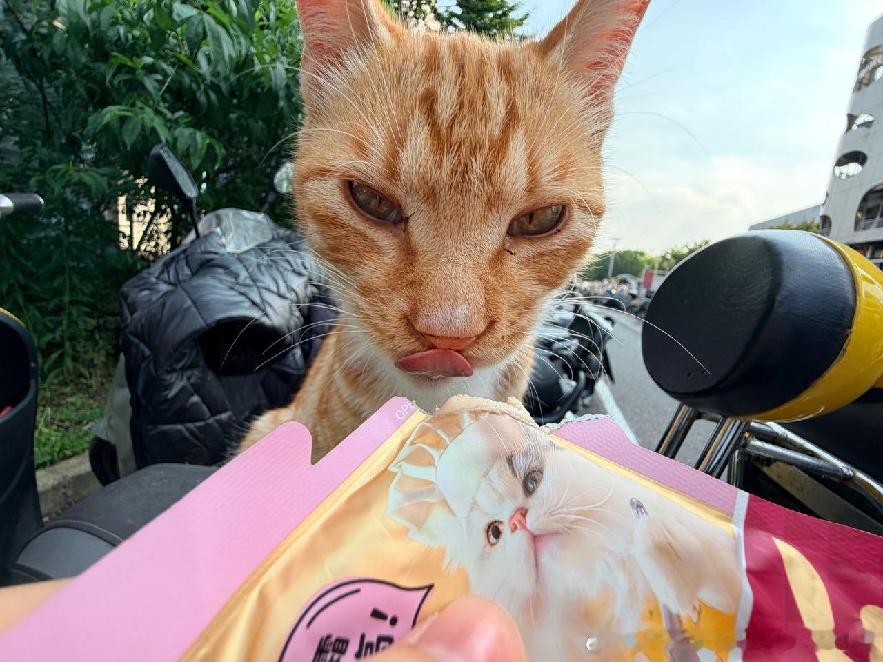 50267【丑猫】靴笑门口的凑猫 好油腻