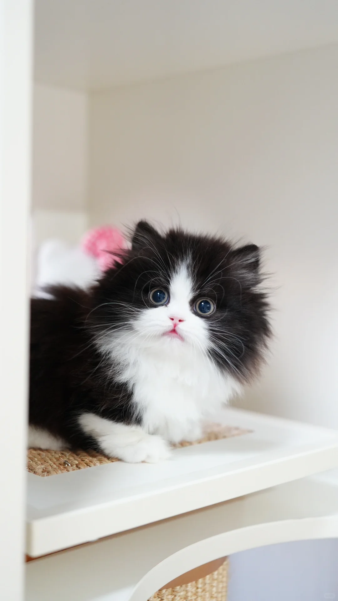 想美鼠谁啊小熊咪🐼 黑白米努特矮脚猫
