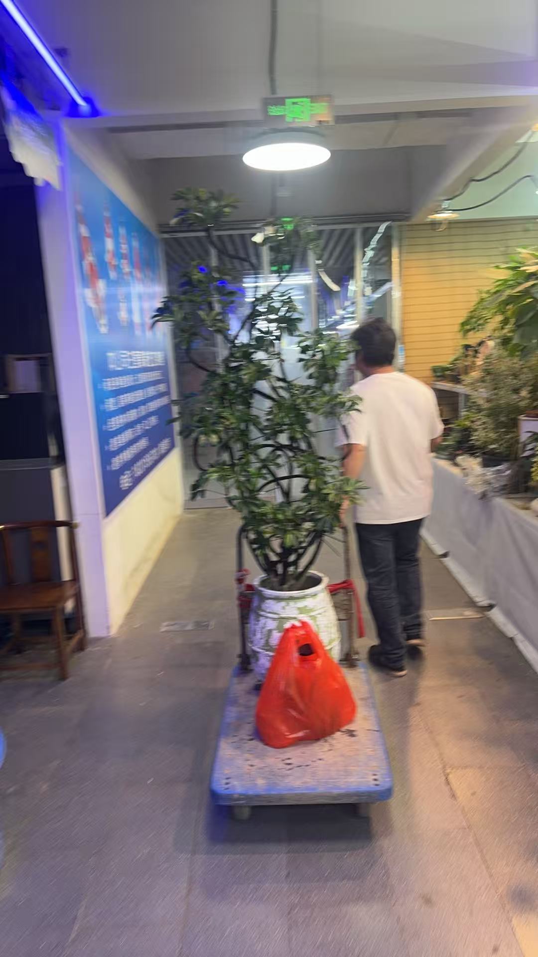 是从什么时候开始显老的呢？来花鸟鱼市场已经走不动道了用老登的姿势看鱼看半天买了几