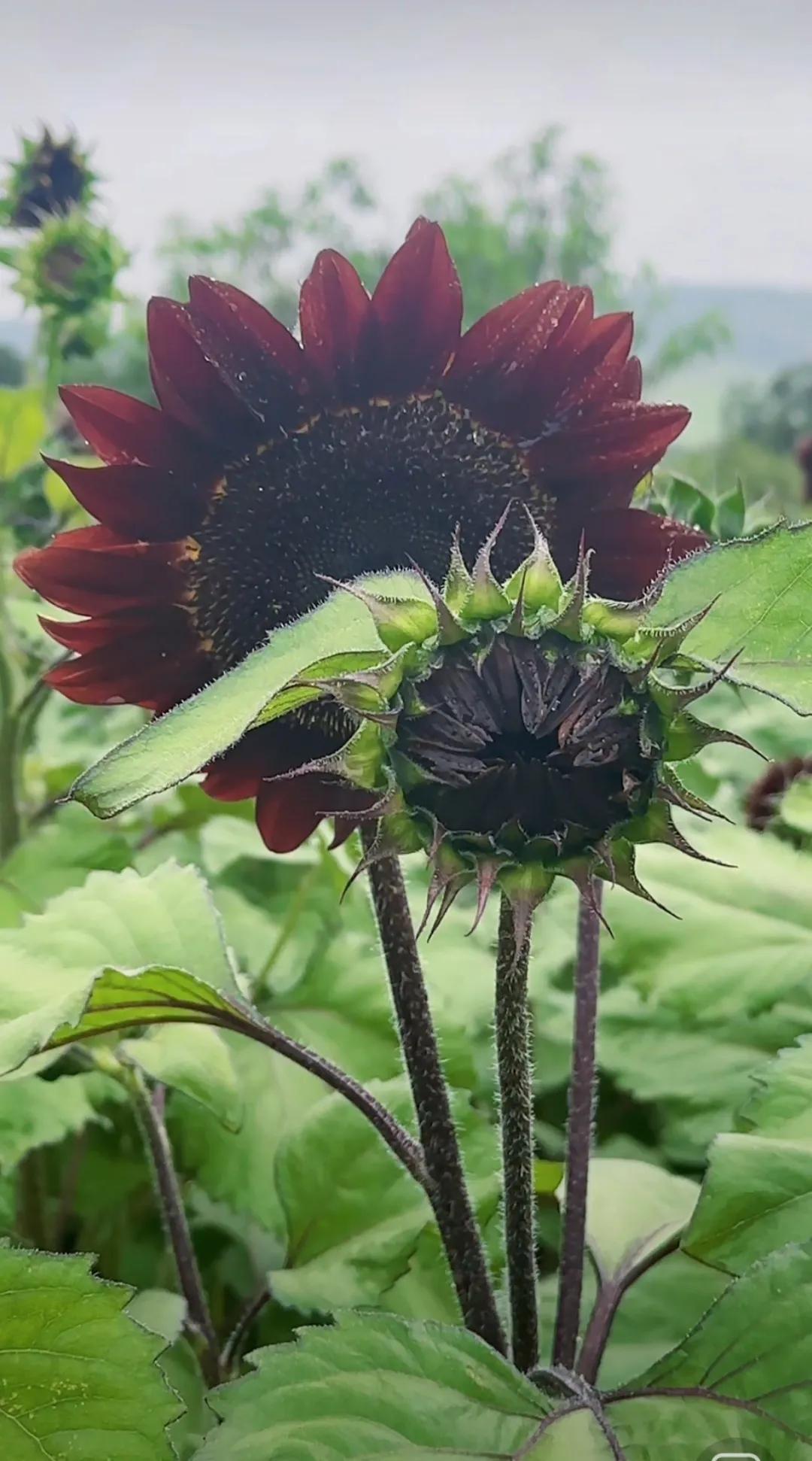 #记录我的9月生活#九月，菊花绽放，以绚烂之姿装点着这个充满诗意的时节。