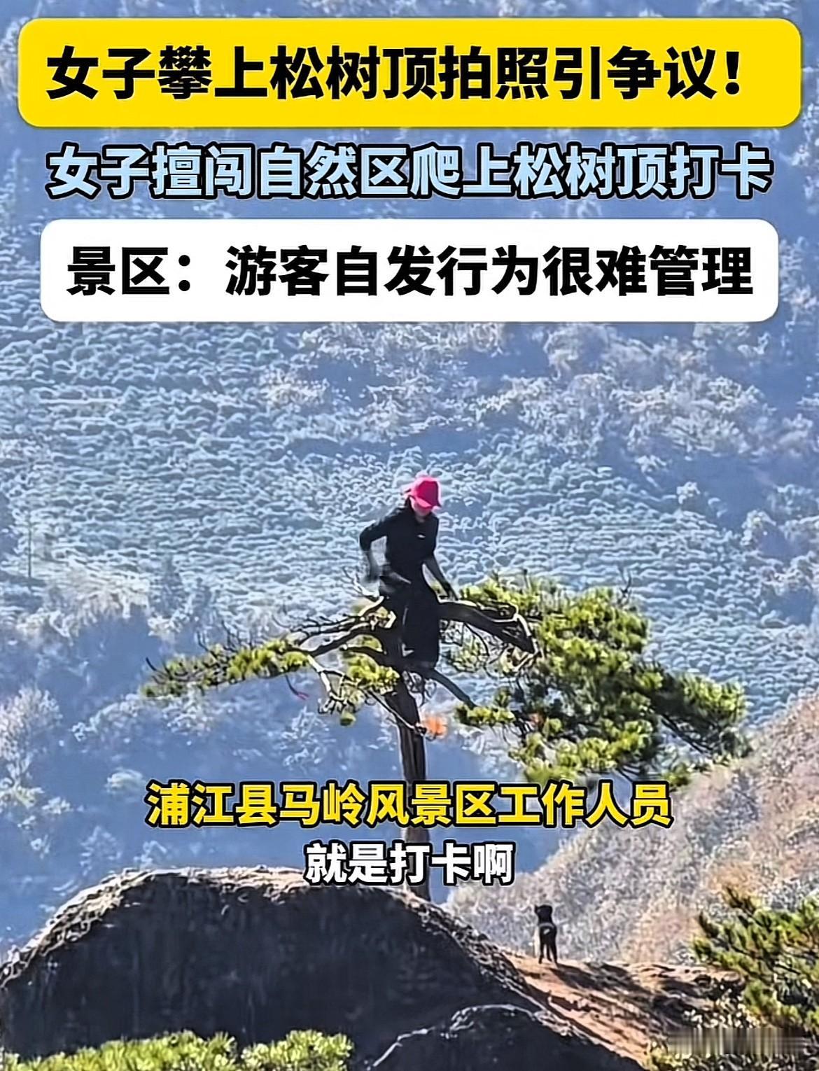 真是吃饱撑的！浙江金华，女子居然在景区内爬上松树顶“拍照打卡”，景区人员无奈表示