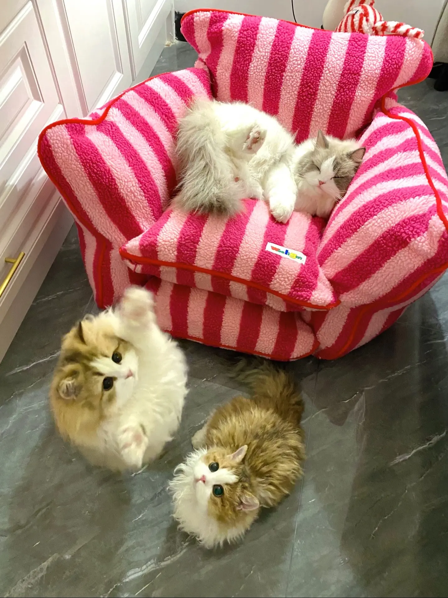 叠猫猫好好玩！头大的果然底盘稳😬