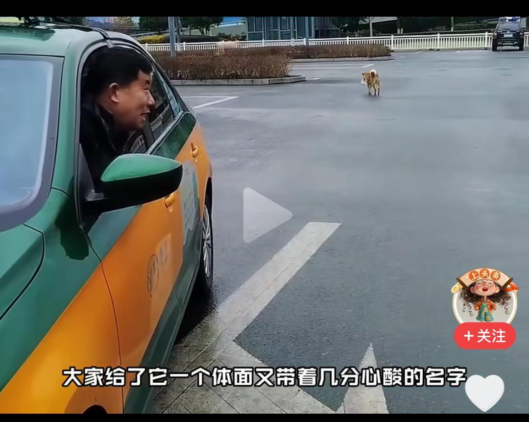 一条流浪狗，一群的哥，一座温暖的城市！
      安徽宣城，一条流浪狗给这座城