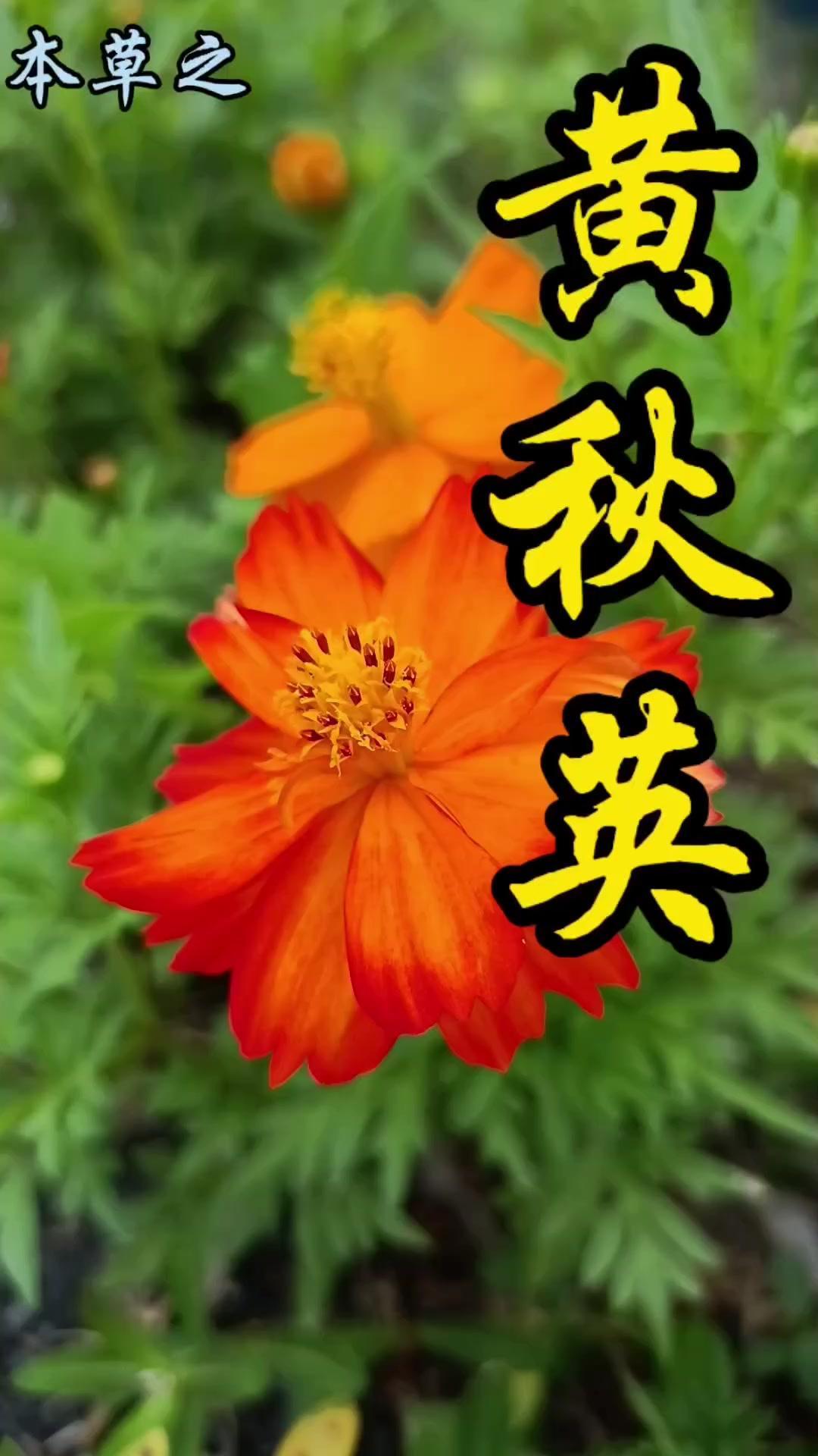 路边这朵橙黄色的小花太惊喜了，它叫黄秋英，也叫硫华菊或黄波斯菊，是菊科秋英属的一